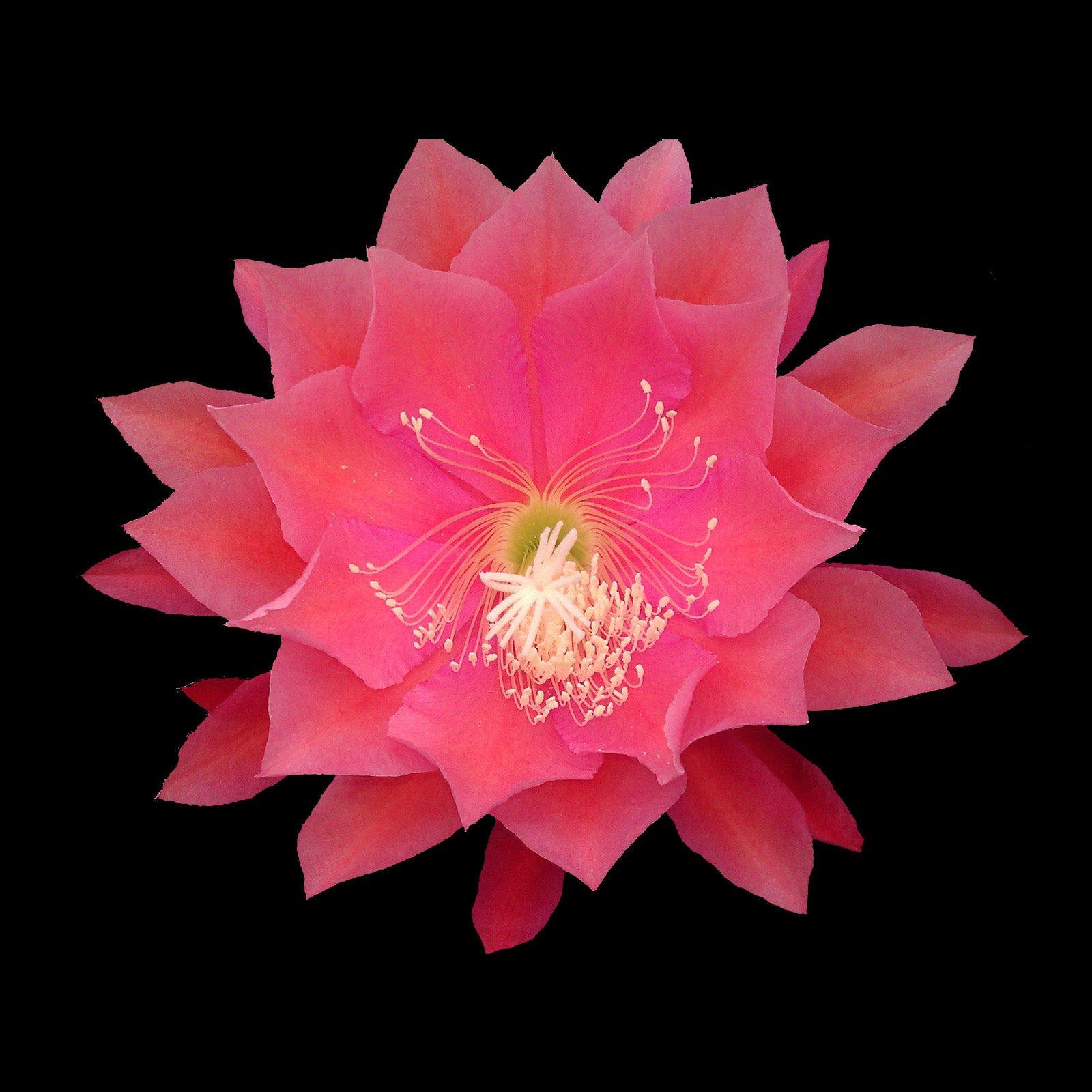 Epiphyllum 'Whatta Dream' - The Coral Dream Cactus