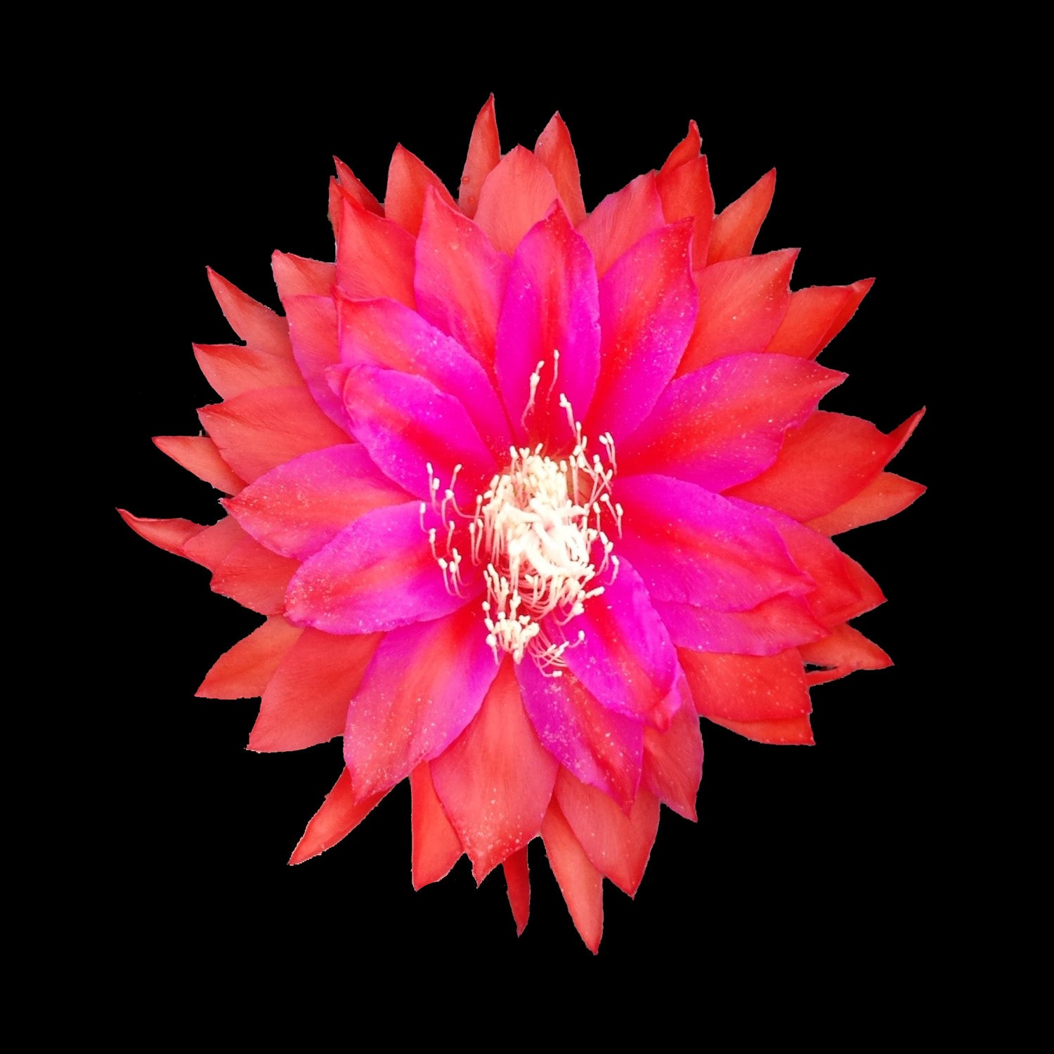 Epiphyllum 'Kiwi Thrillseeker' - The Crimson Sunburst Cactus
