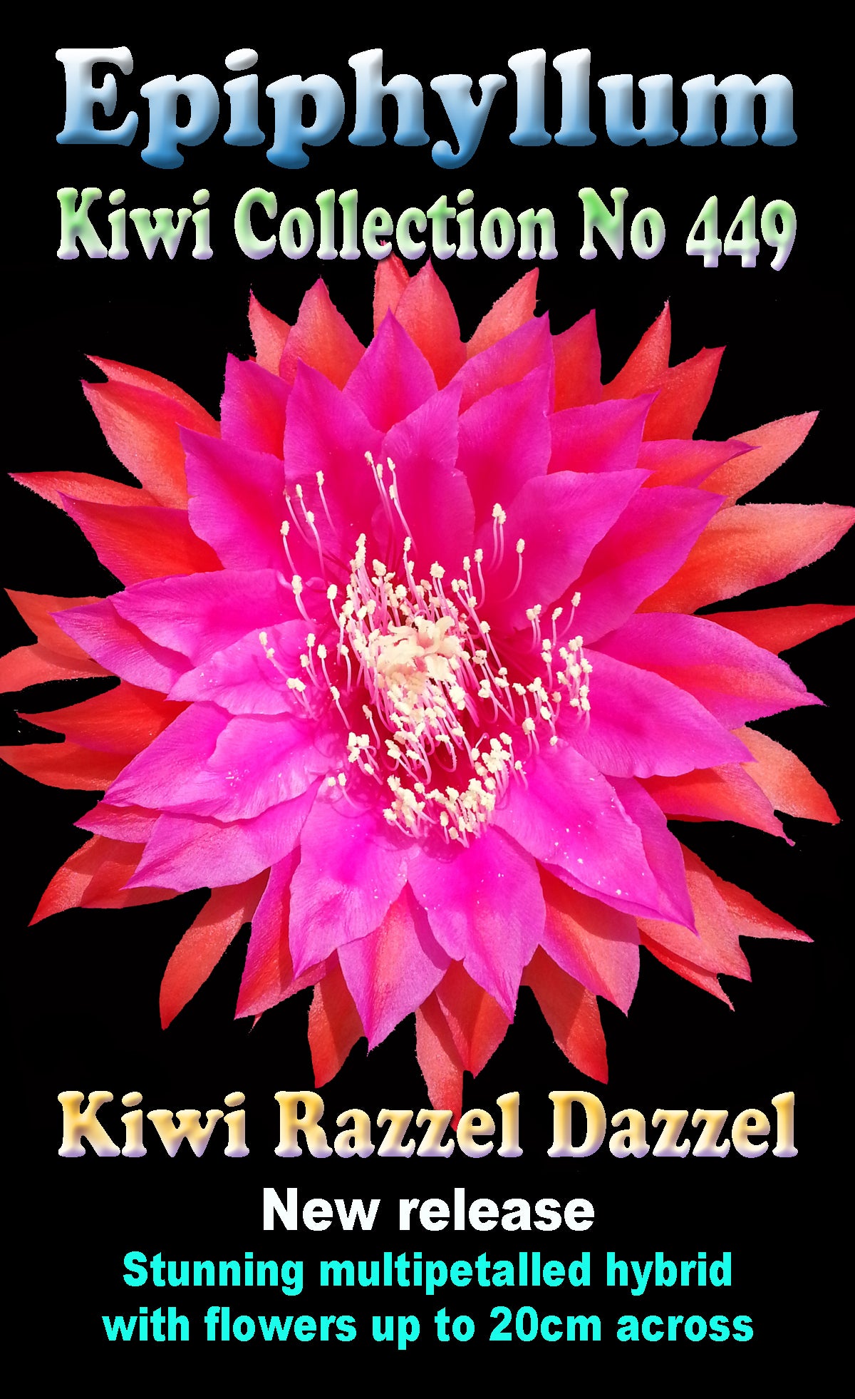 Epiphyllum 'Razzel Dazzel' - The Scarlet Star Cactus