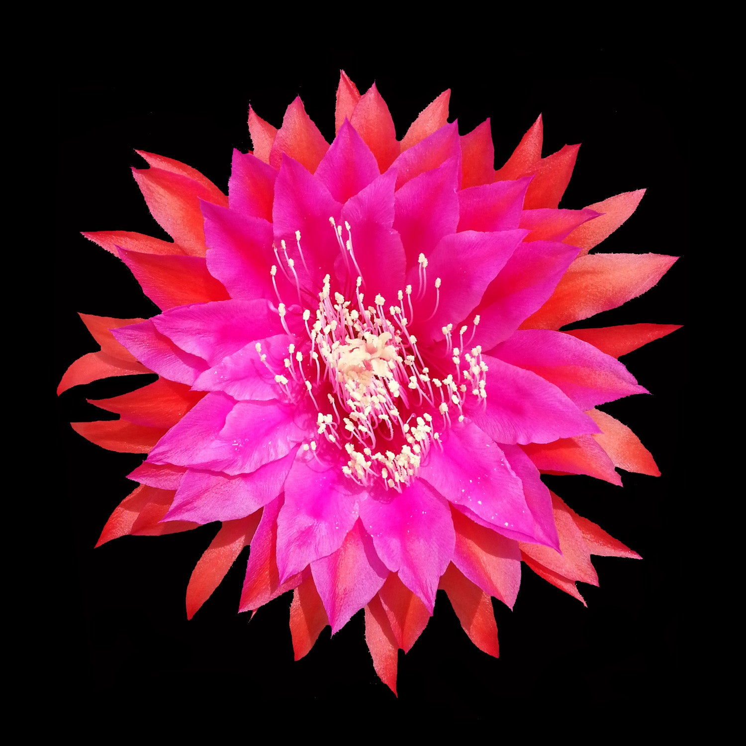 Epiphyllum 'Razzel Dazzel' - The Scarlet Star Cactus