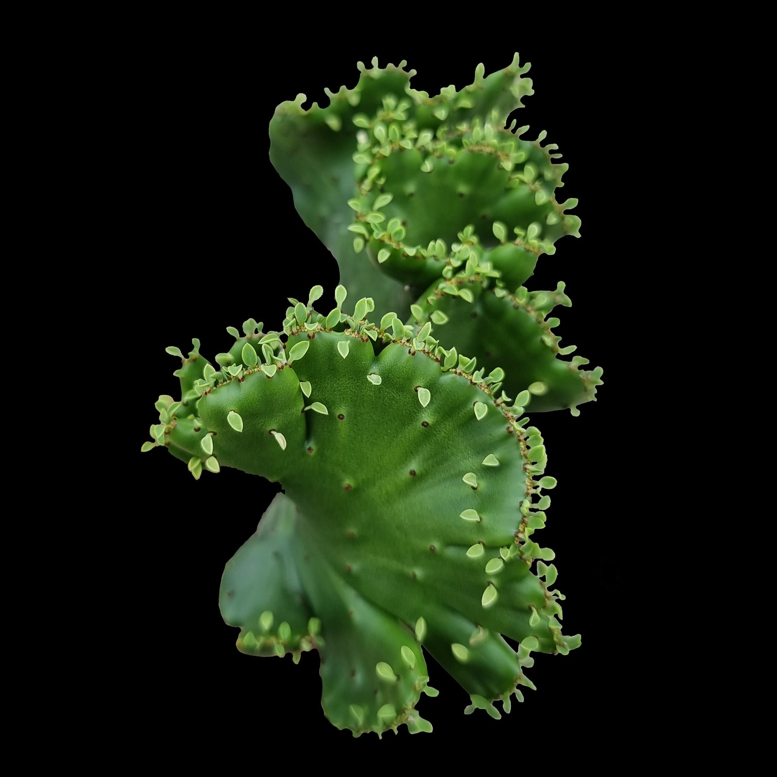Euphorbia alluaudii f. cristata - (WA Prohibited)
