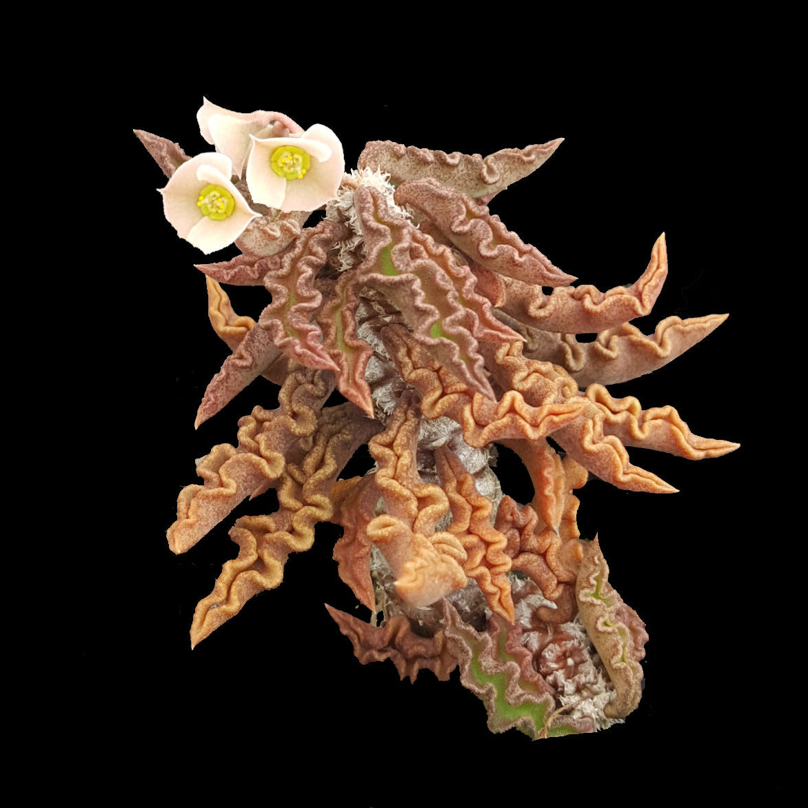 Euphorbia decaryi 'The Dead Plant' (WA Prohibited)