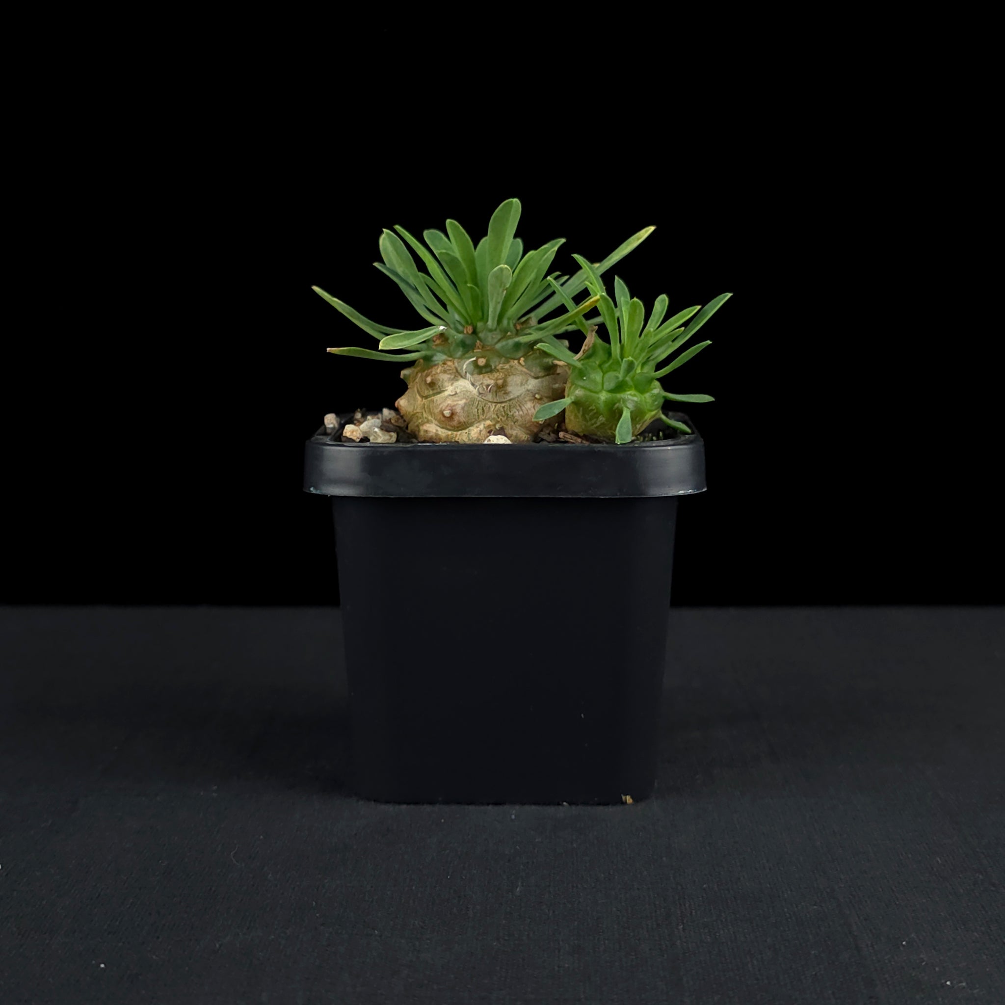 Euphorbia 'Pineapple Head' (WA Prohibited)