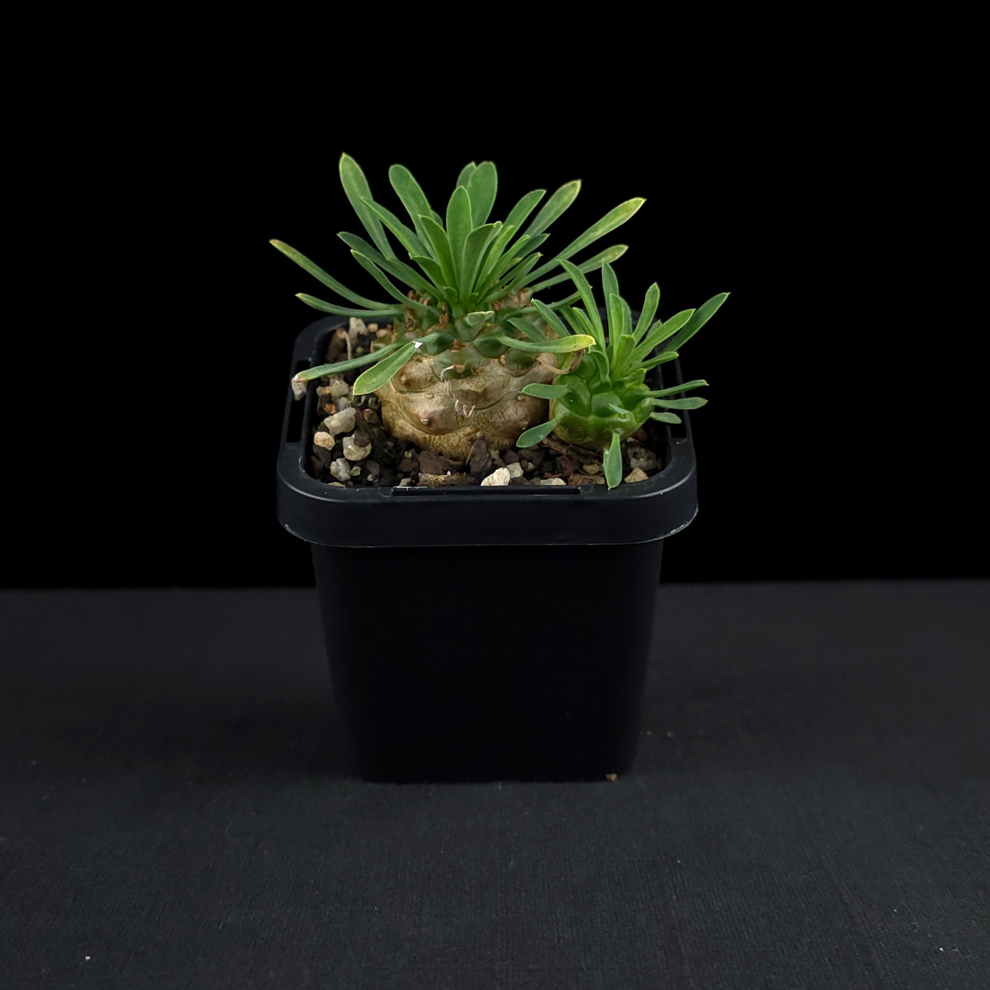 Euphorbia 'Pineapple Head' (WA Prohibited)