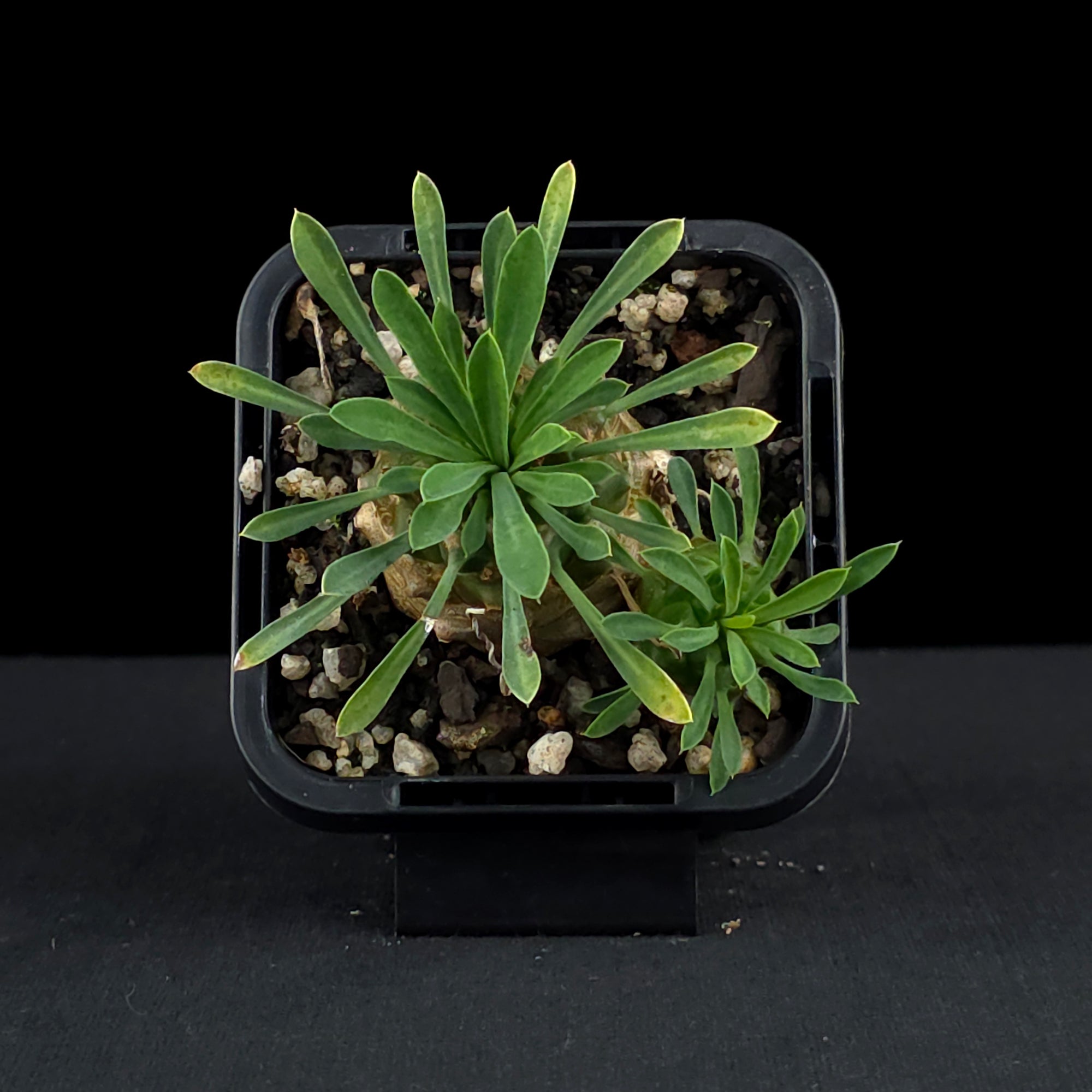Euphorbia 'Pineapple Head' (WA Prohibited)