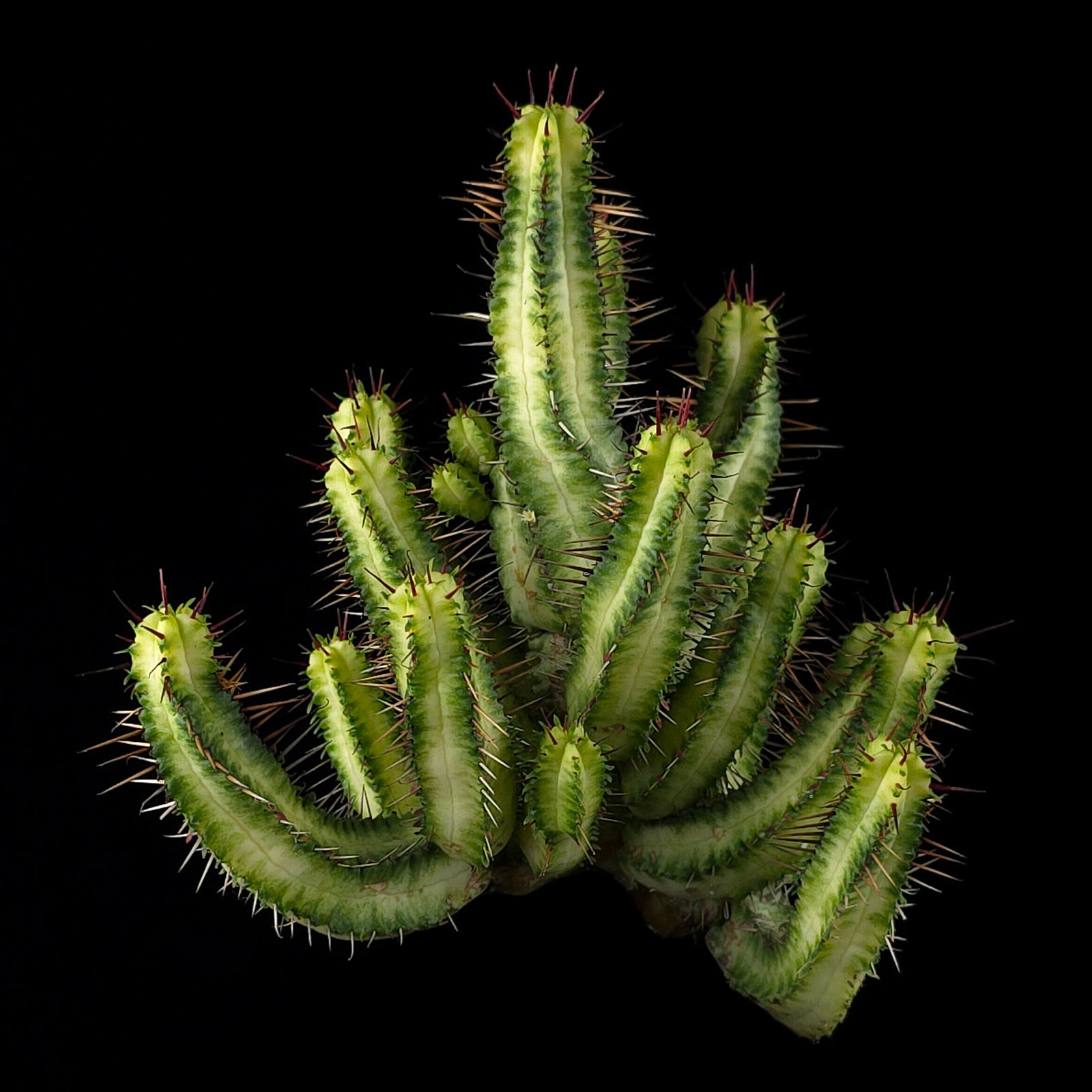 Euphorbia enopla Variegated - New Release (WA prohibited)