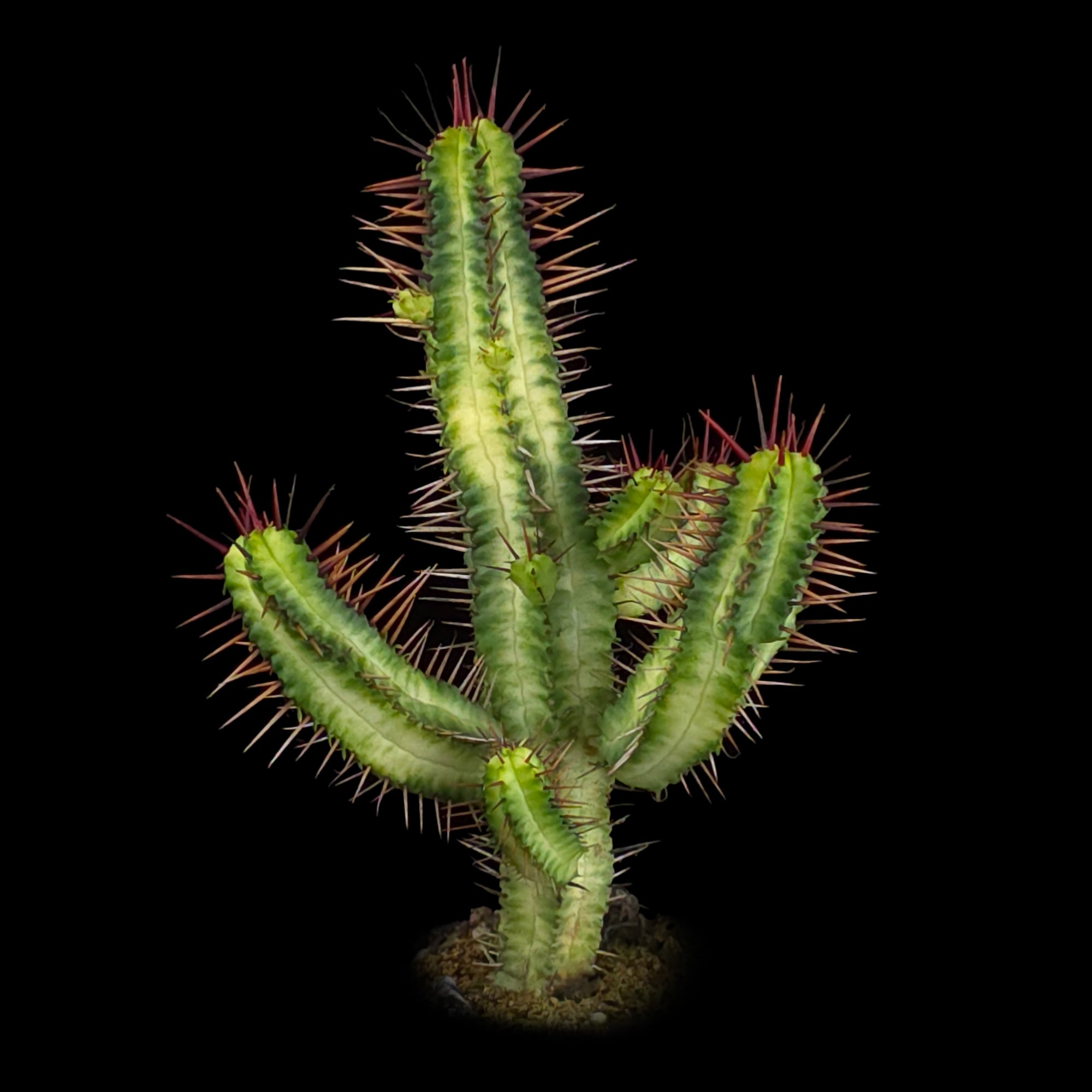 Euphorbia enopla Variegated - New Release (WA prohibited)