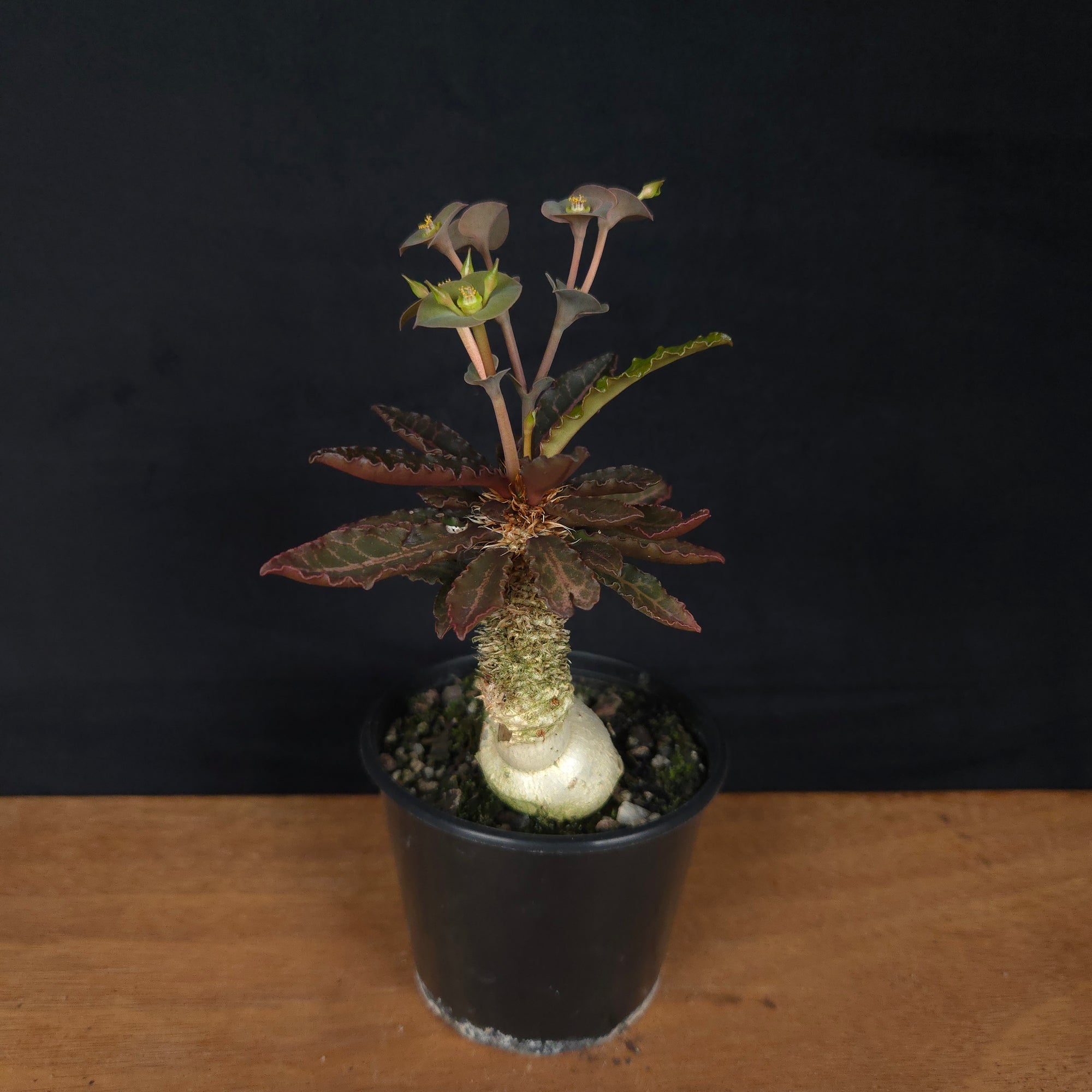 Euphorbia francoisii 'sip-et' – Red-Edged Rosette with a Sculptural Base (WA Prohibited)