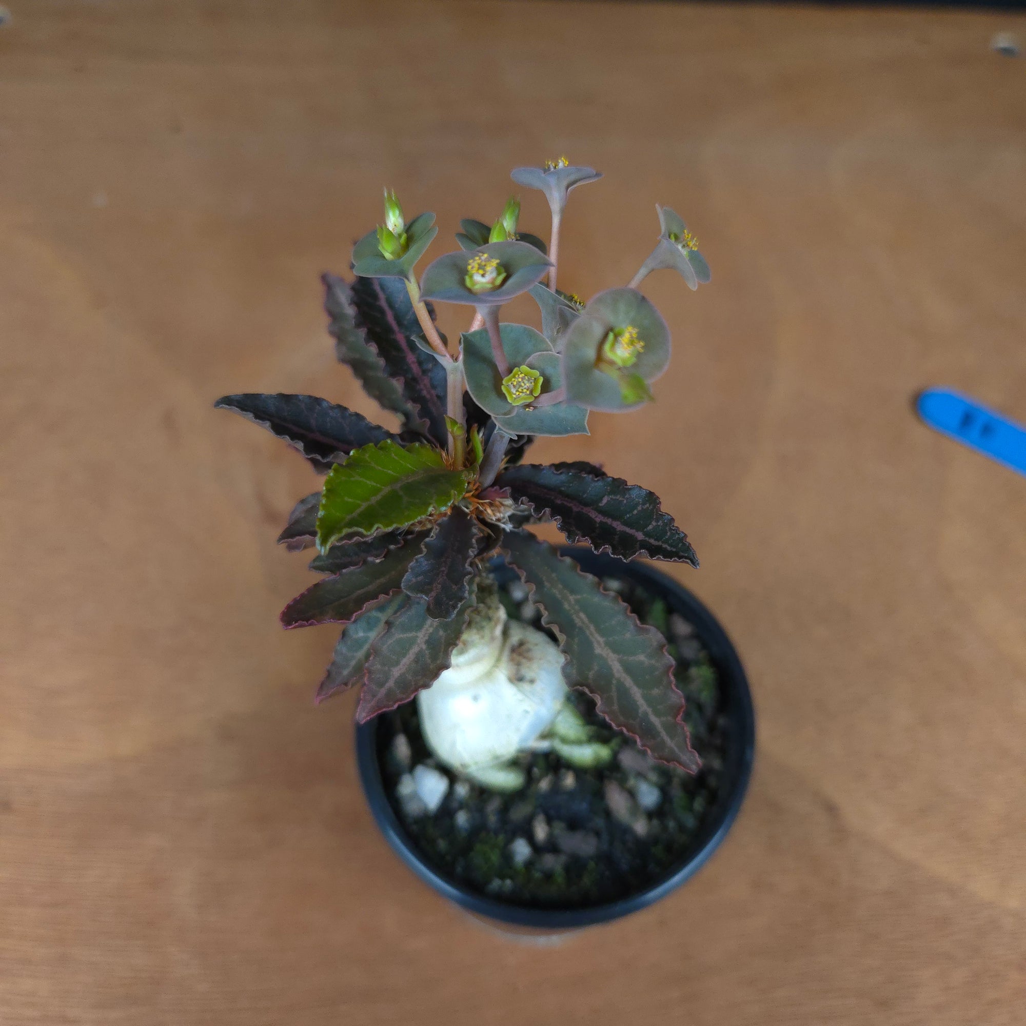 Euphorbia francoisii 'sip-et' – Red-Edged Rosette with a Sculptural Base (WA Prohibited)
