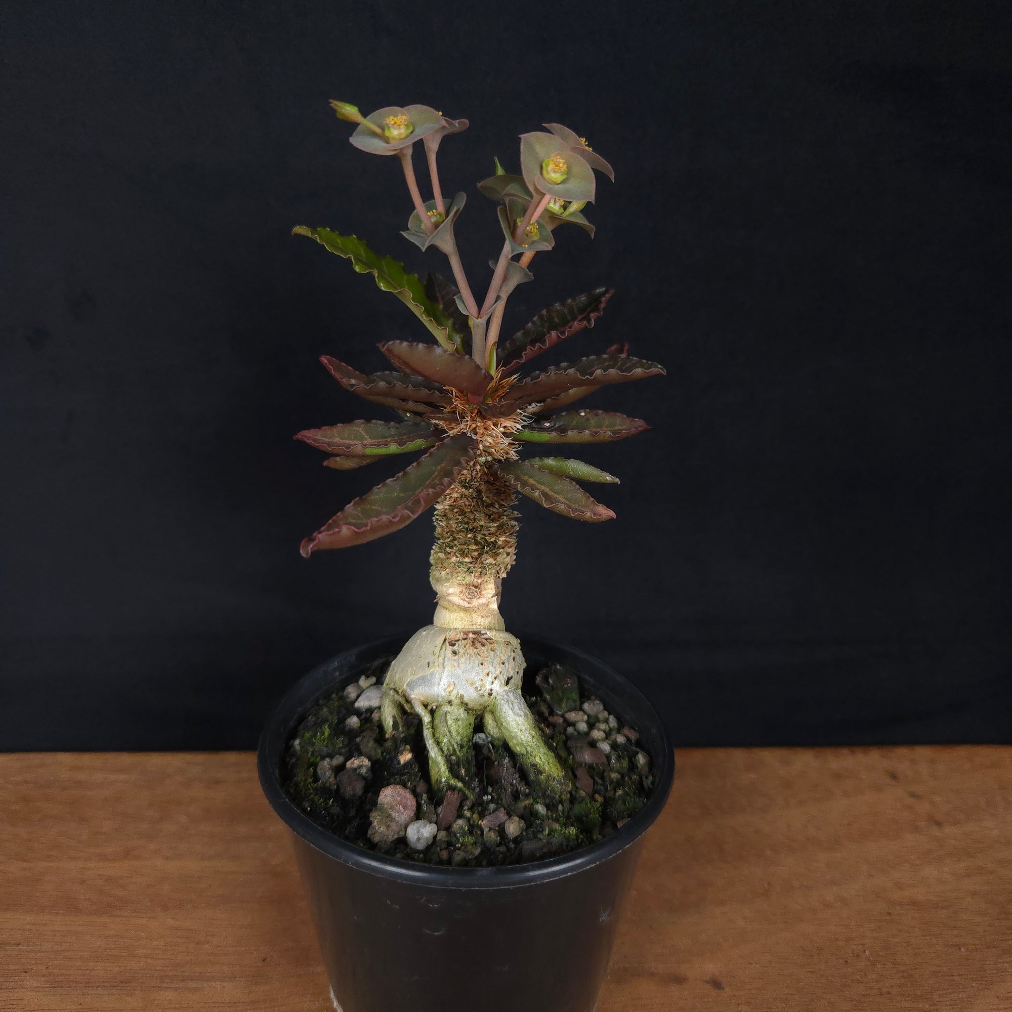 Euphorbia francoisii 'sip-et' – Red-Edged Rosette with a Sculptural Base (WA Prohibited)