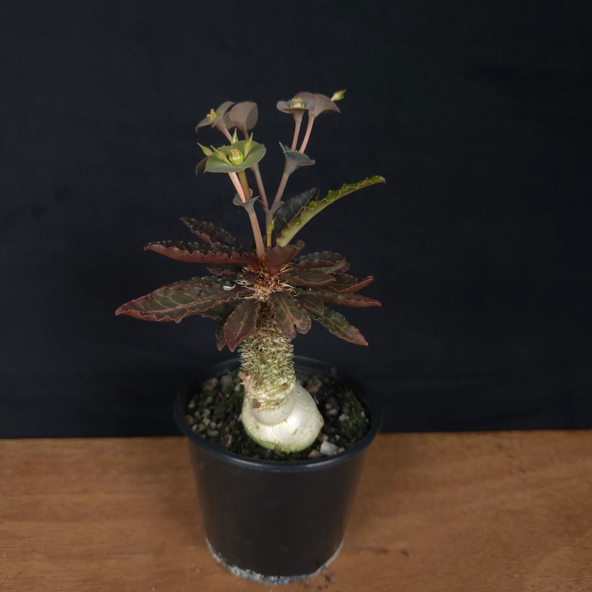 Euphorbia francoisii 'sip-et' – Red-Edged Rosette with a Sculptural Base (WA Prohibited)