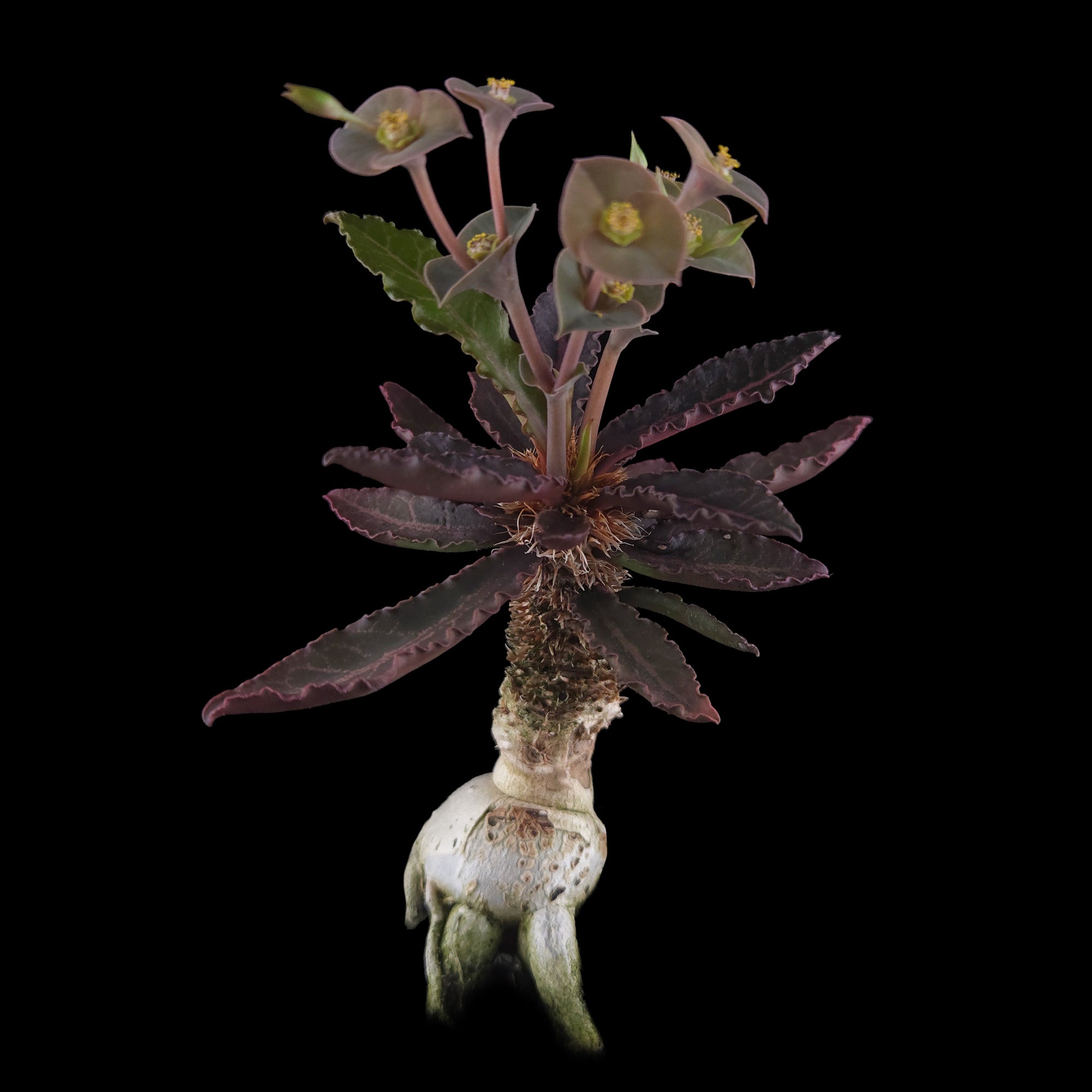 Euphorbia francoisii 'sip-et' – Red-Edged Rosette with a Sculptural Base (WA Prohibited)