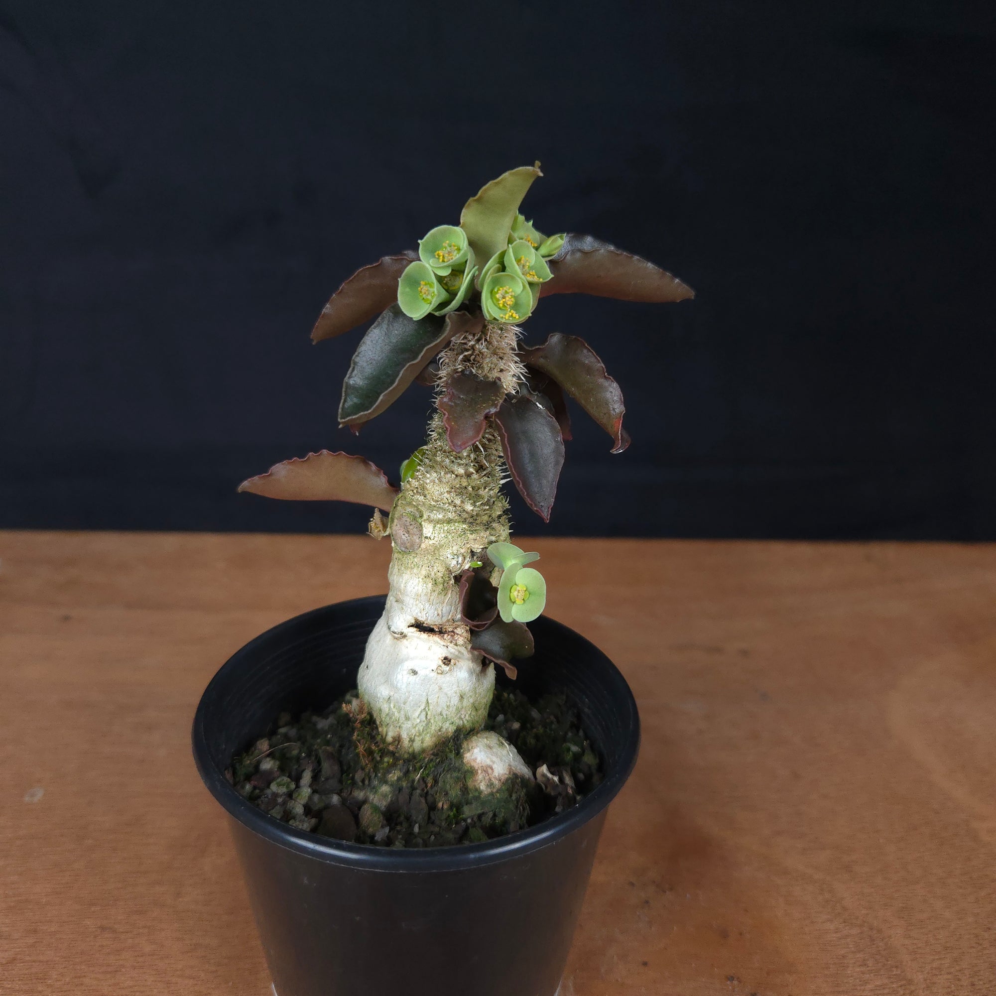 Euphorbia francoisii 'sip-sawng' – Red-Fringed Koh Tao Hybrid (WA Prohibited)