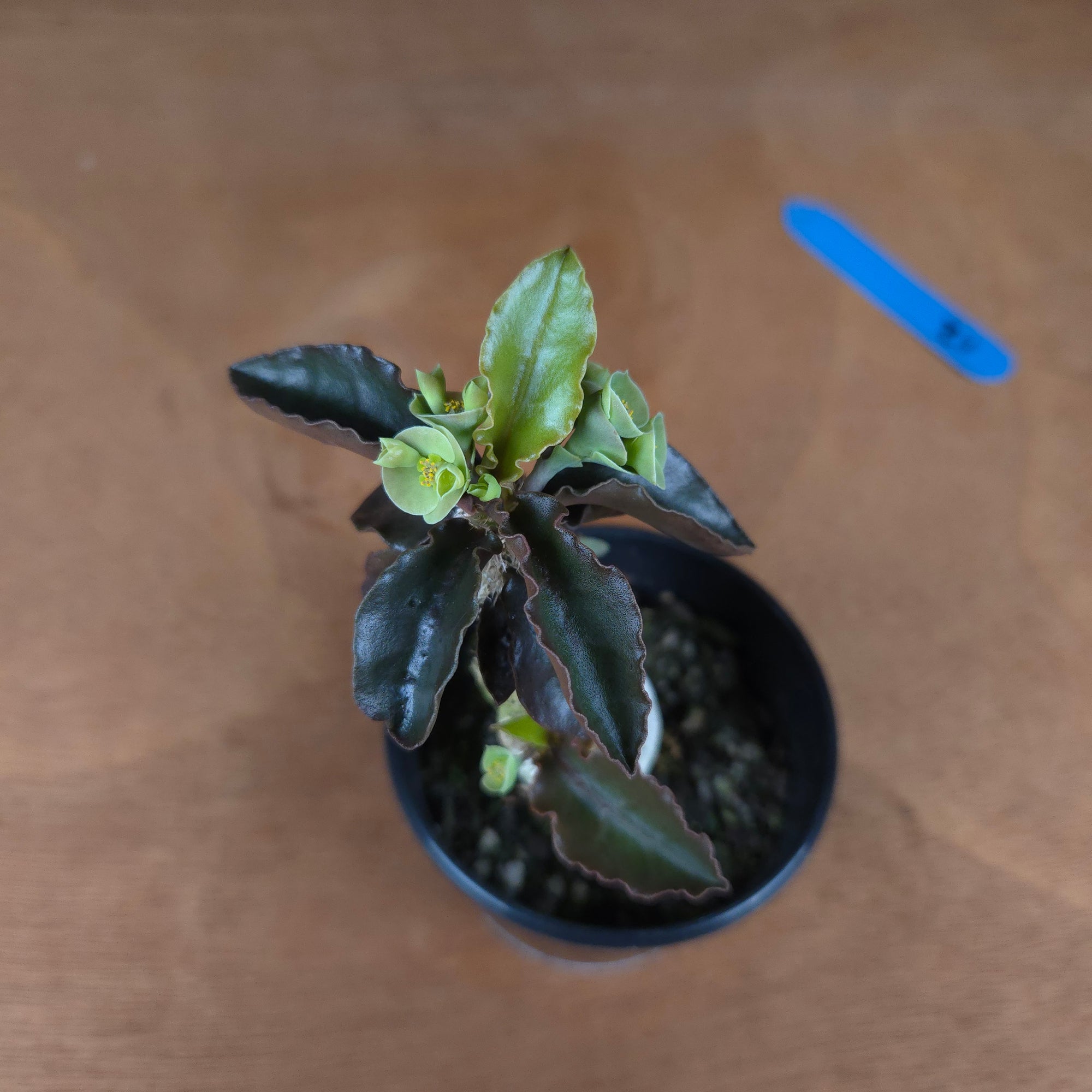 Euphorbia francoisii 'sip-sawng' – Red-Fringed Koh Tao Hybrid (WA Prohibited)