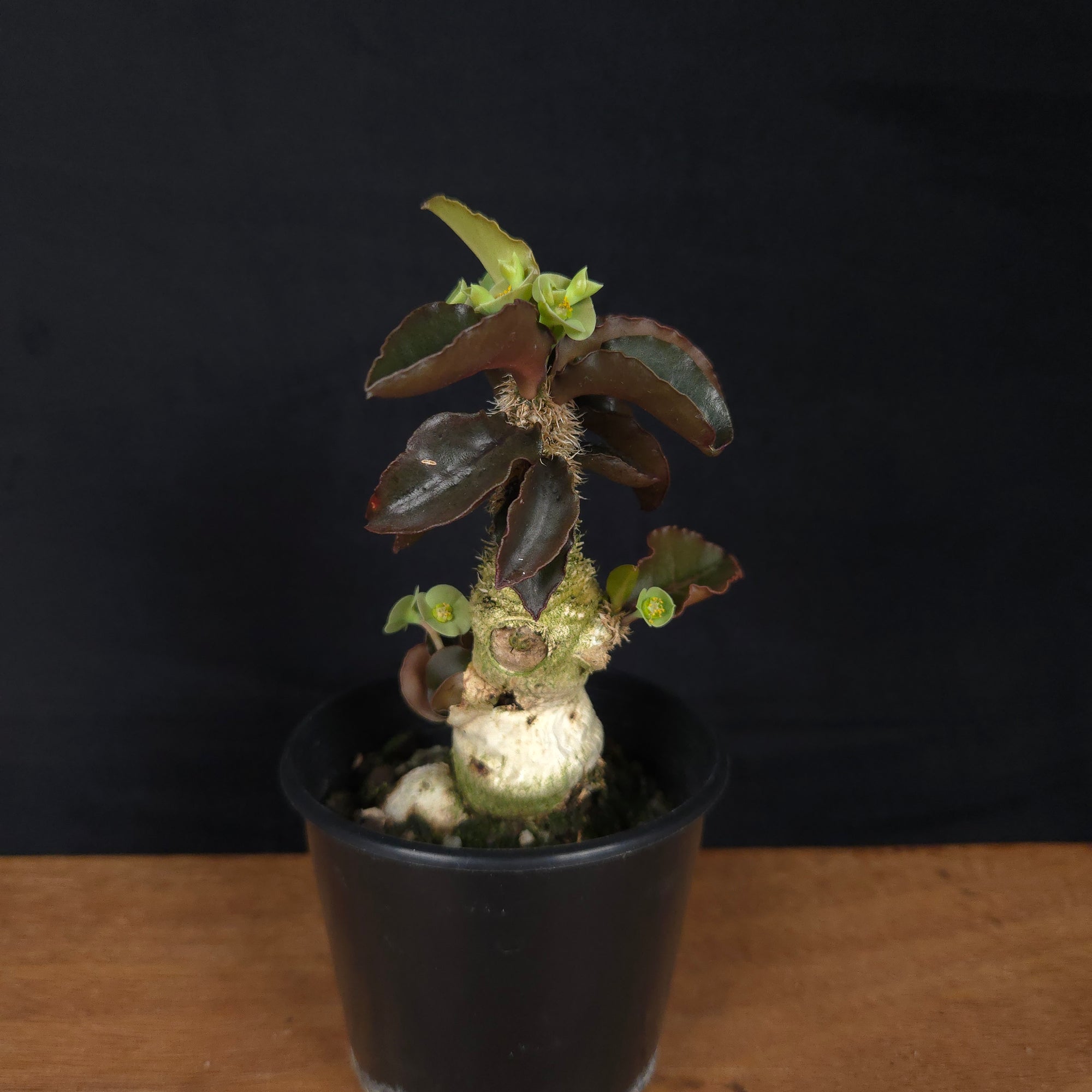 Euphorbia francoisii 'sip-sawng' – Red-Fringed Koh Tao Hybrid (WA Prohibited)