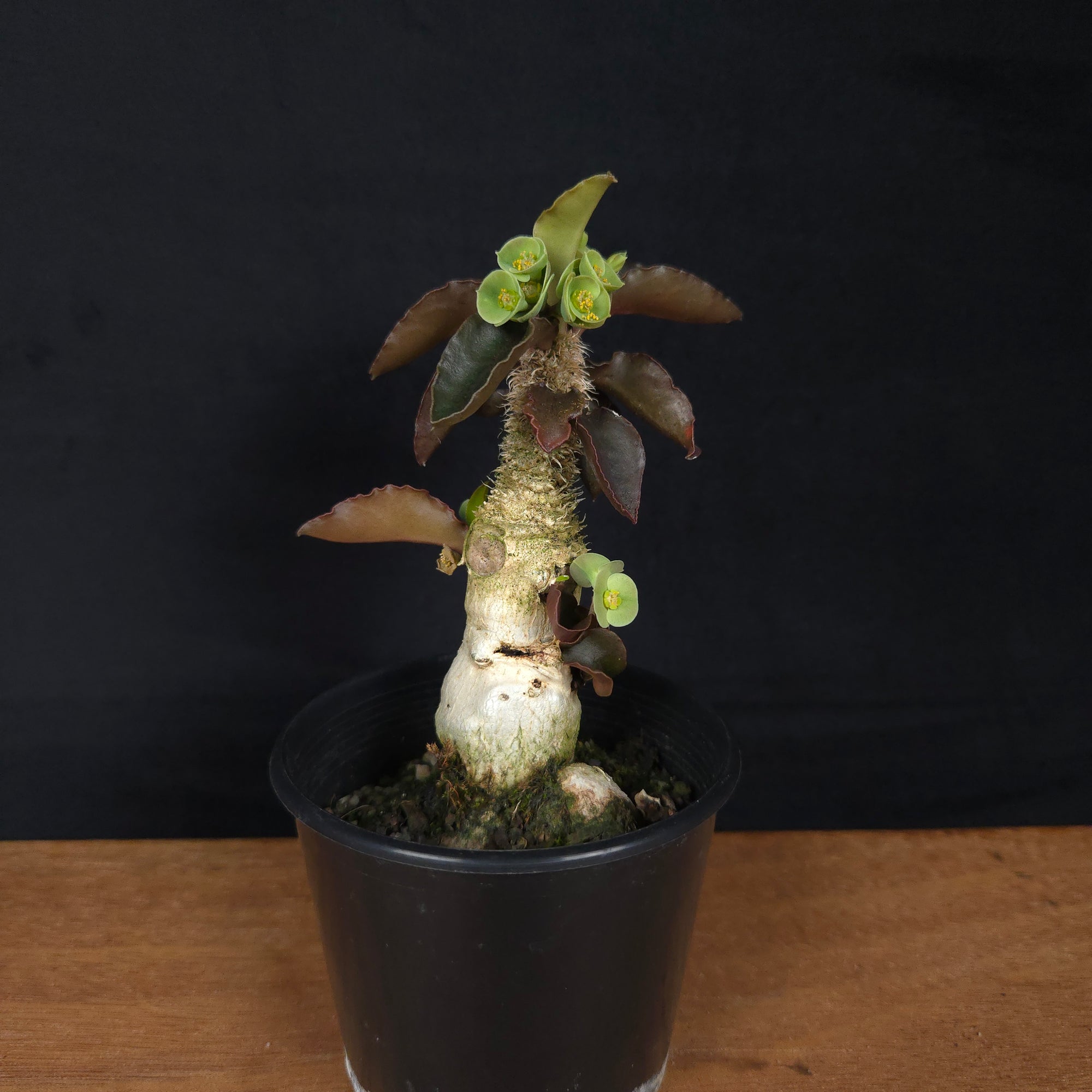 Euphorbia francoisii 'sip-sawng' – Red-Fringed Koh Tao Hybrid (WA Prohibited)