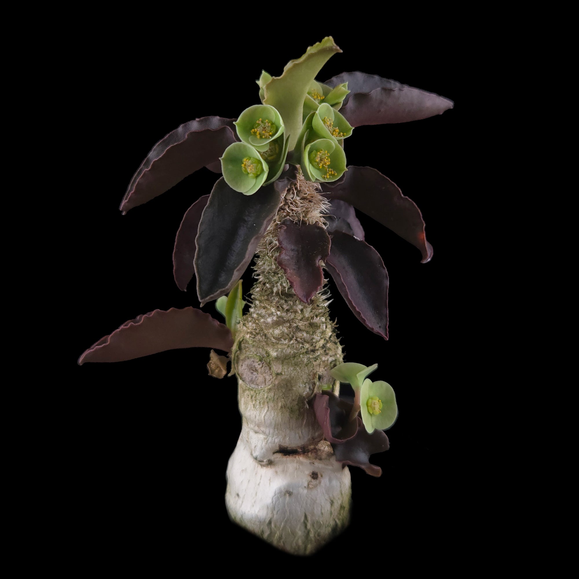Euphorbia francoisii 'sip-sawng' – Red-Fringed Koh Tao Hybrid (WA Prohibited)