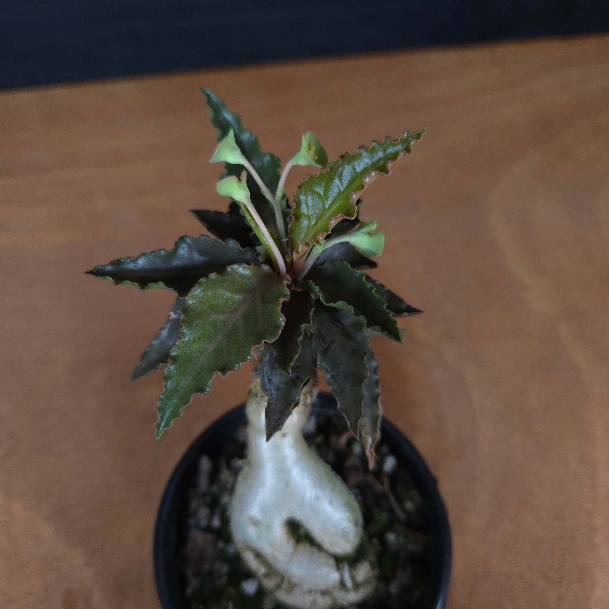 Euphorbia francoisii 'Sip-Saam' – Striking Red-Pink Veined Krabi Form (WA Prohibited)