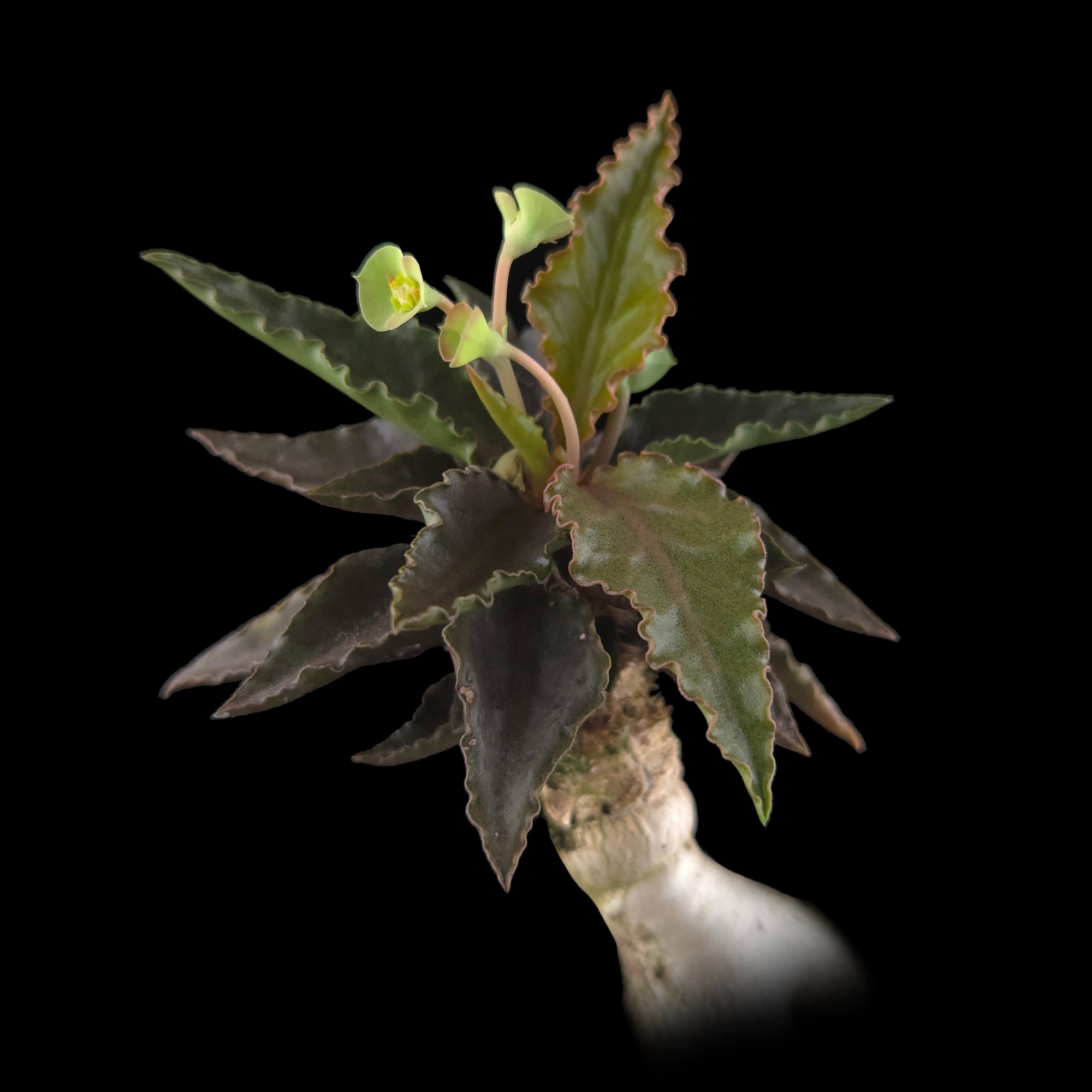 Euphorbia francoisii 'Sip-Saam' – Striking Red-Pink Veined Krabi Form (WA Prohibited)