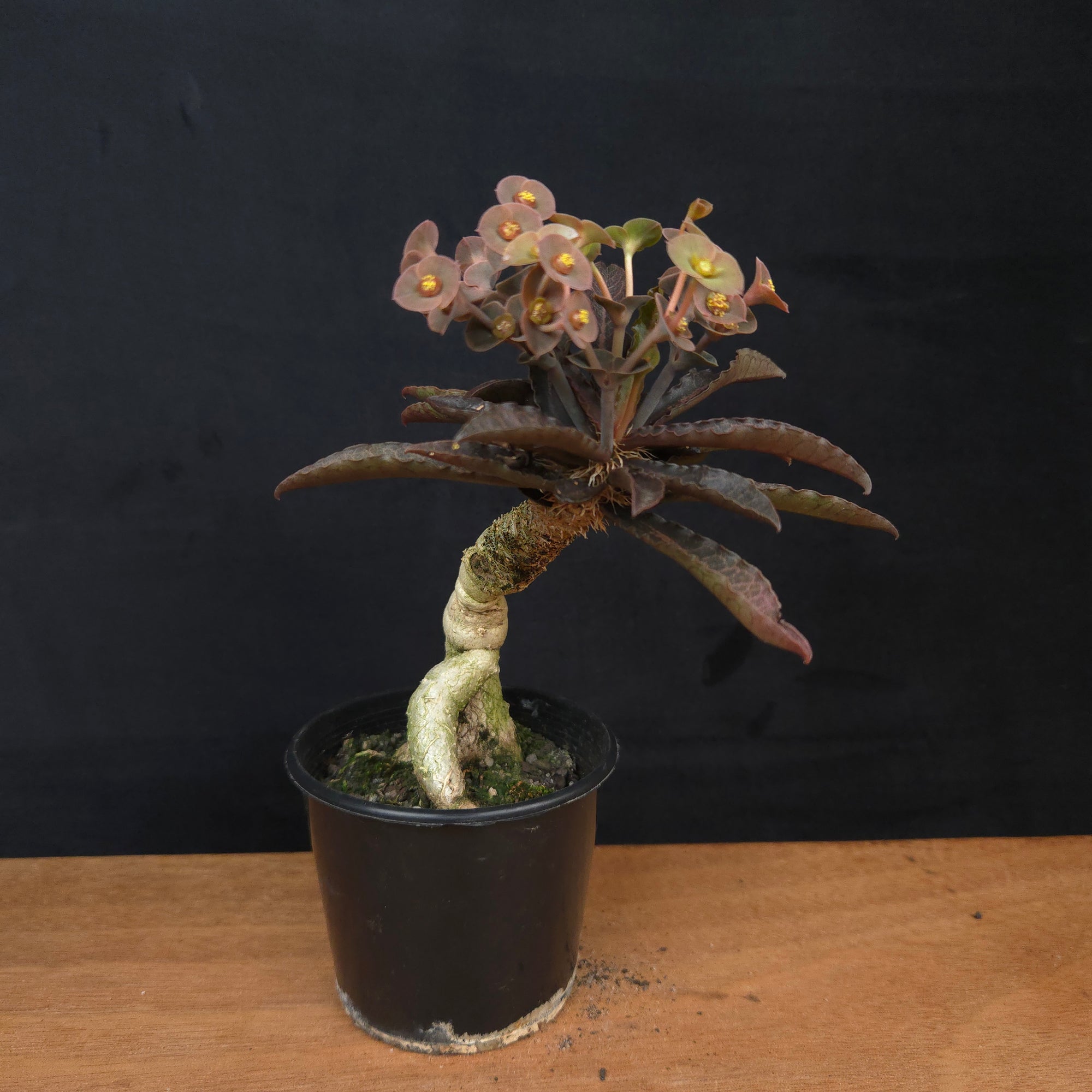 Euphorbia francoisii 'Sip-See' – Dark Elegance and Bifurcated Caudex (WA Prohibited)
