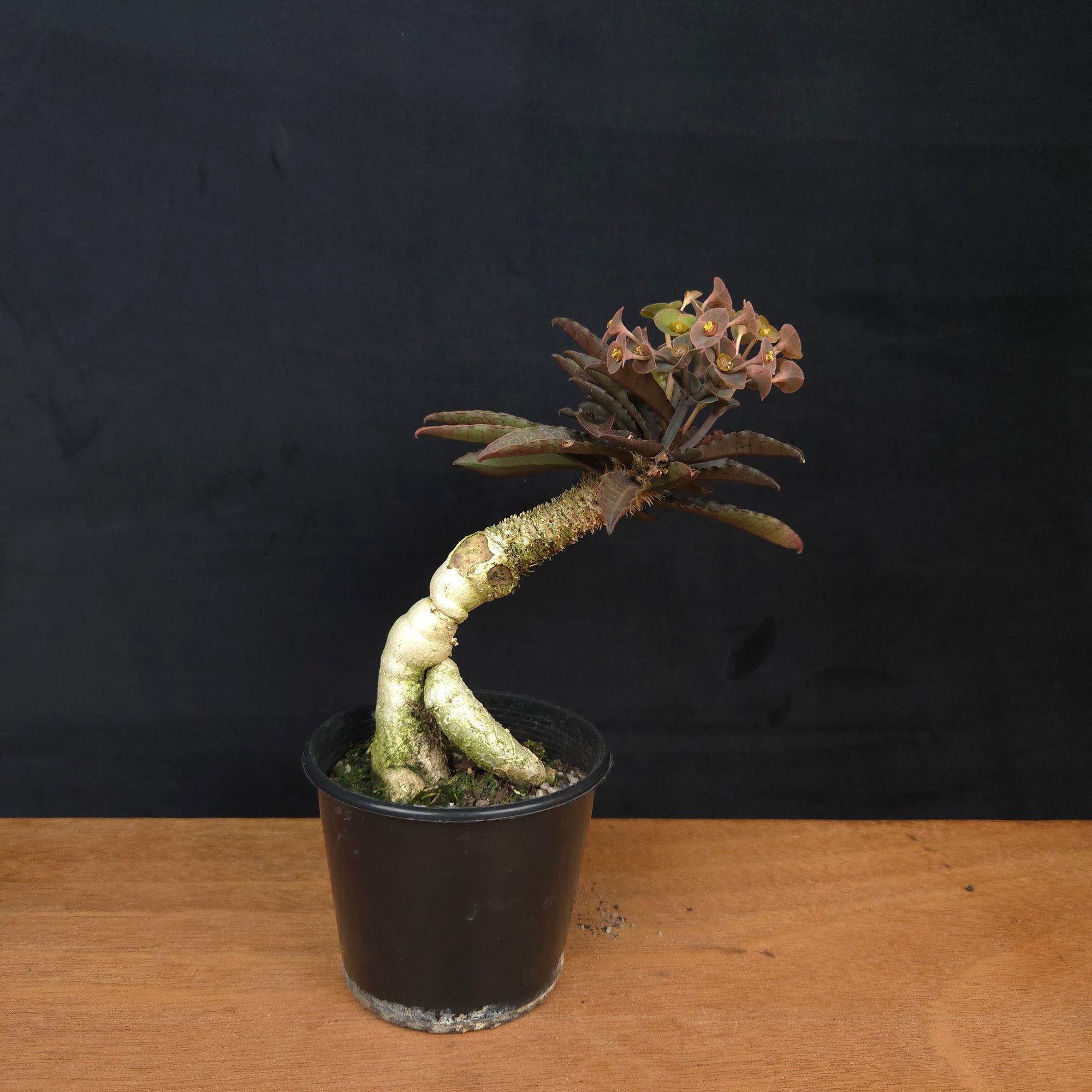 Euphorbia francoisii 'Sip-See' – Dark Elegance and Bifurcated Caudex (WA Prohibited)