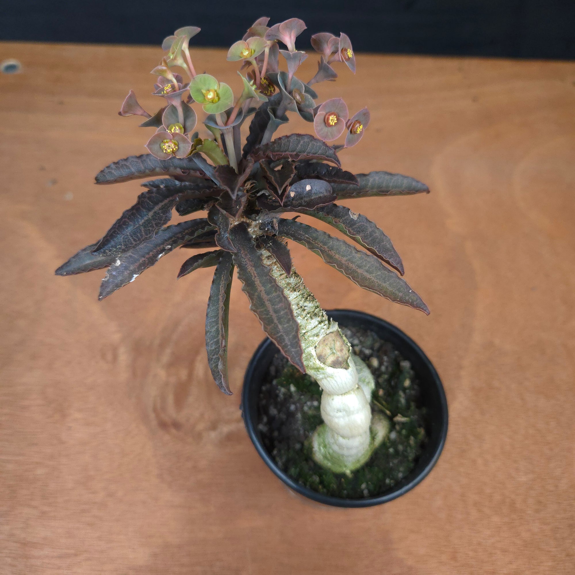 Euphorbia francoisii 'Sip-See' – Dark Elegance and Bifurcated Caudex (WA Prohibited)