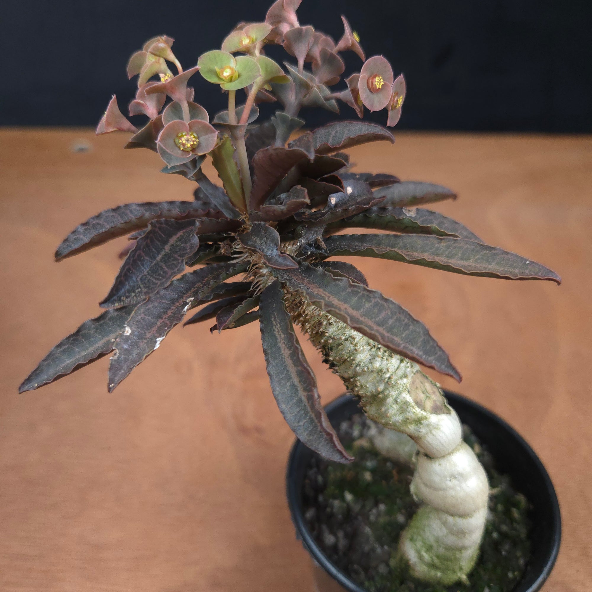 Euphorbia francoisii 'Sip-See' – Dark Elegance and Bifurcated Caudex (WA Prohibited)