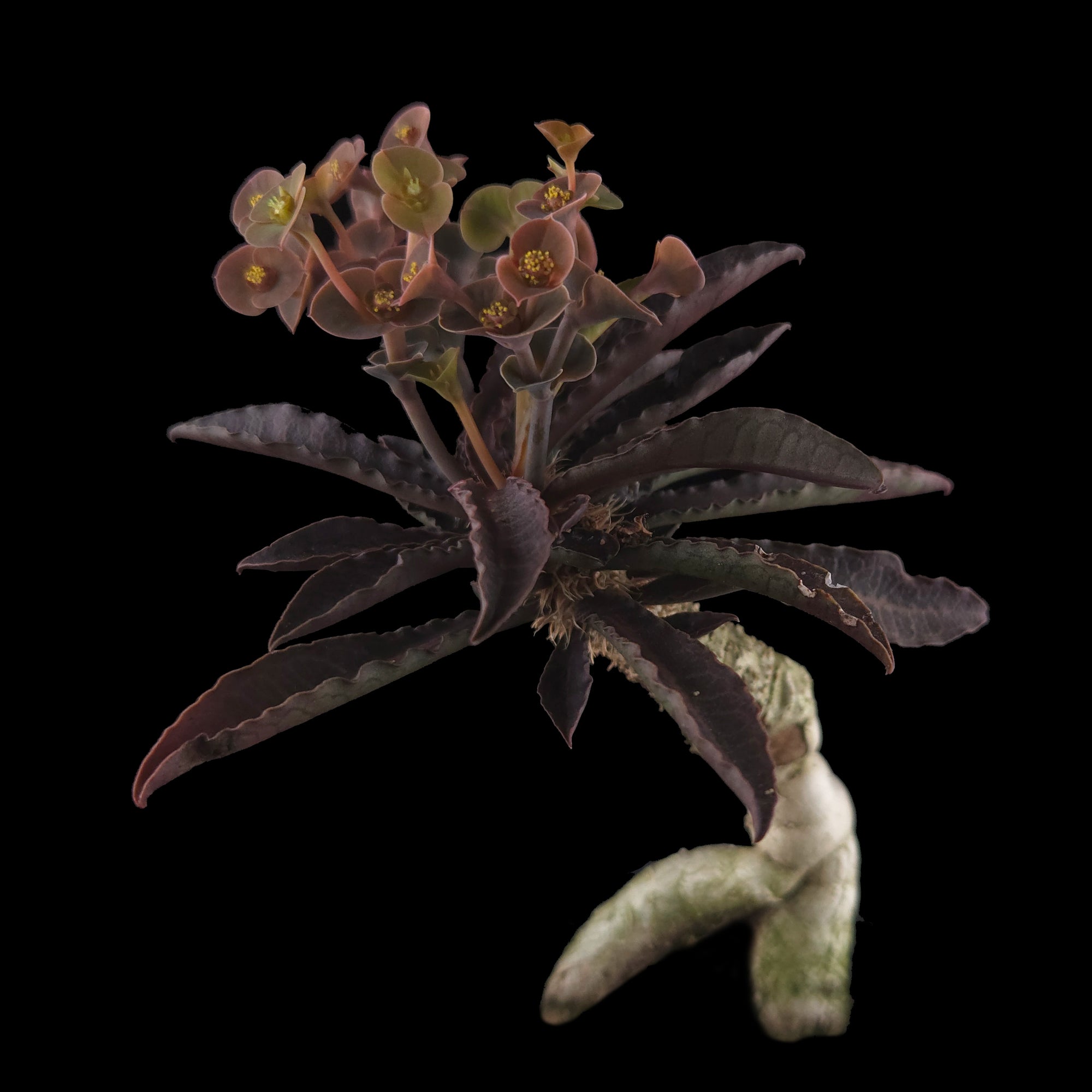 Euphorbia francoisii 'Sip-See' – Dark Elegance and Bifurcated Caudex (WA Prohibited)