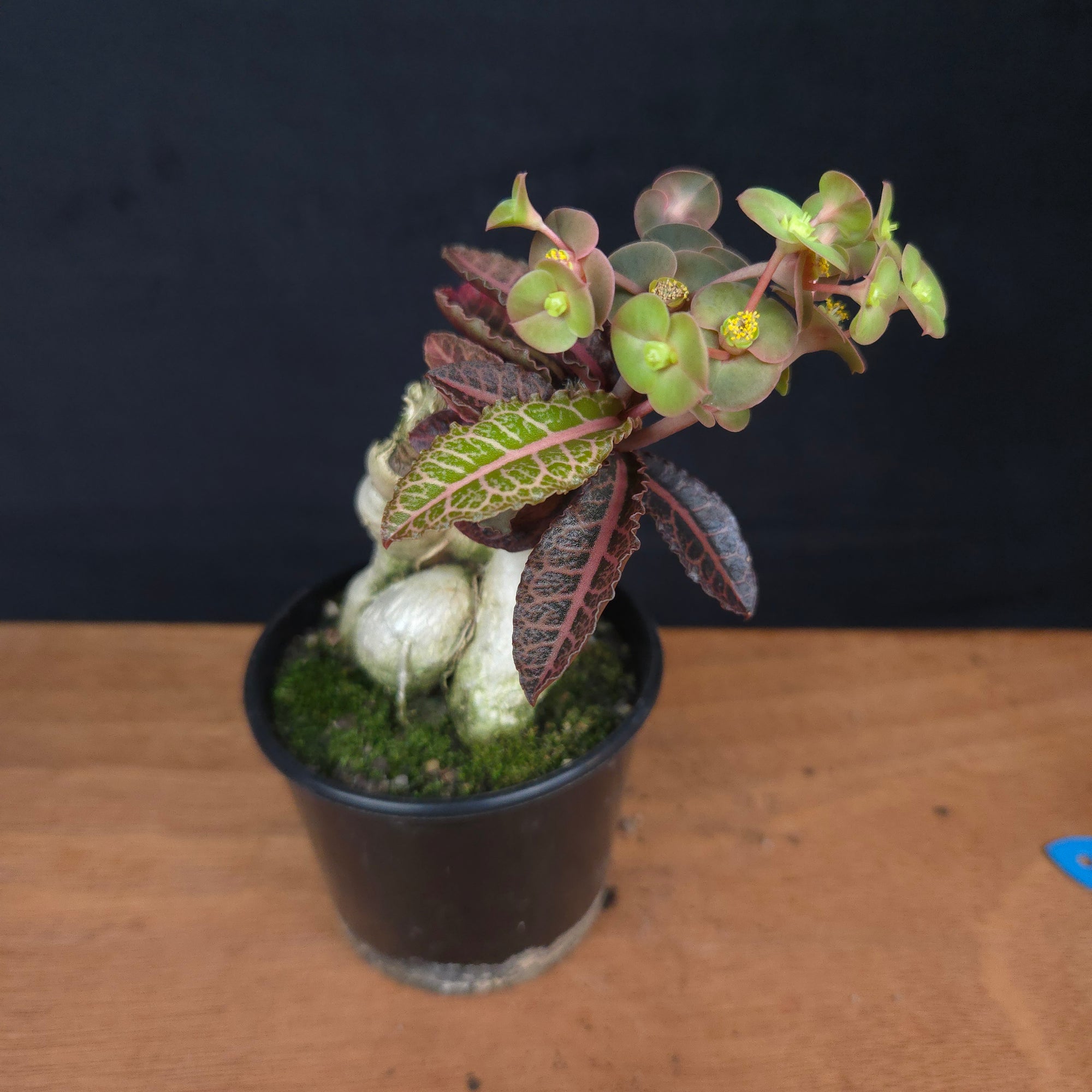 Euphorbia francoisii 'Sip-Hah' Rubra – Sculptural Caudex & Crimson Leaves (WA Prohibited)