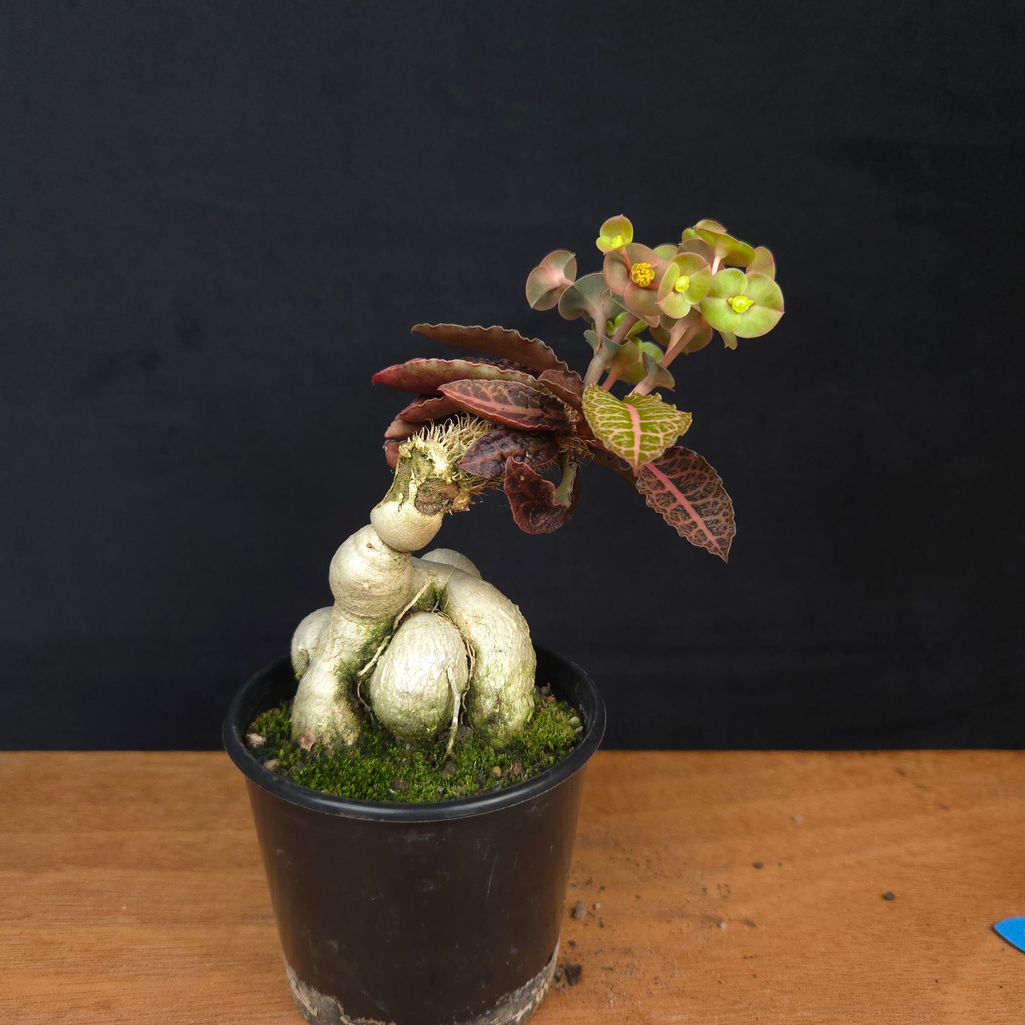 Euphorbia francoisii 'Sip-Hah' Rubra – Sculptural Caudex & Crimson Leaves (WA Prohibited)