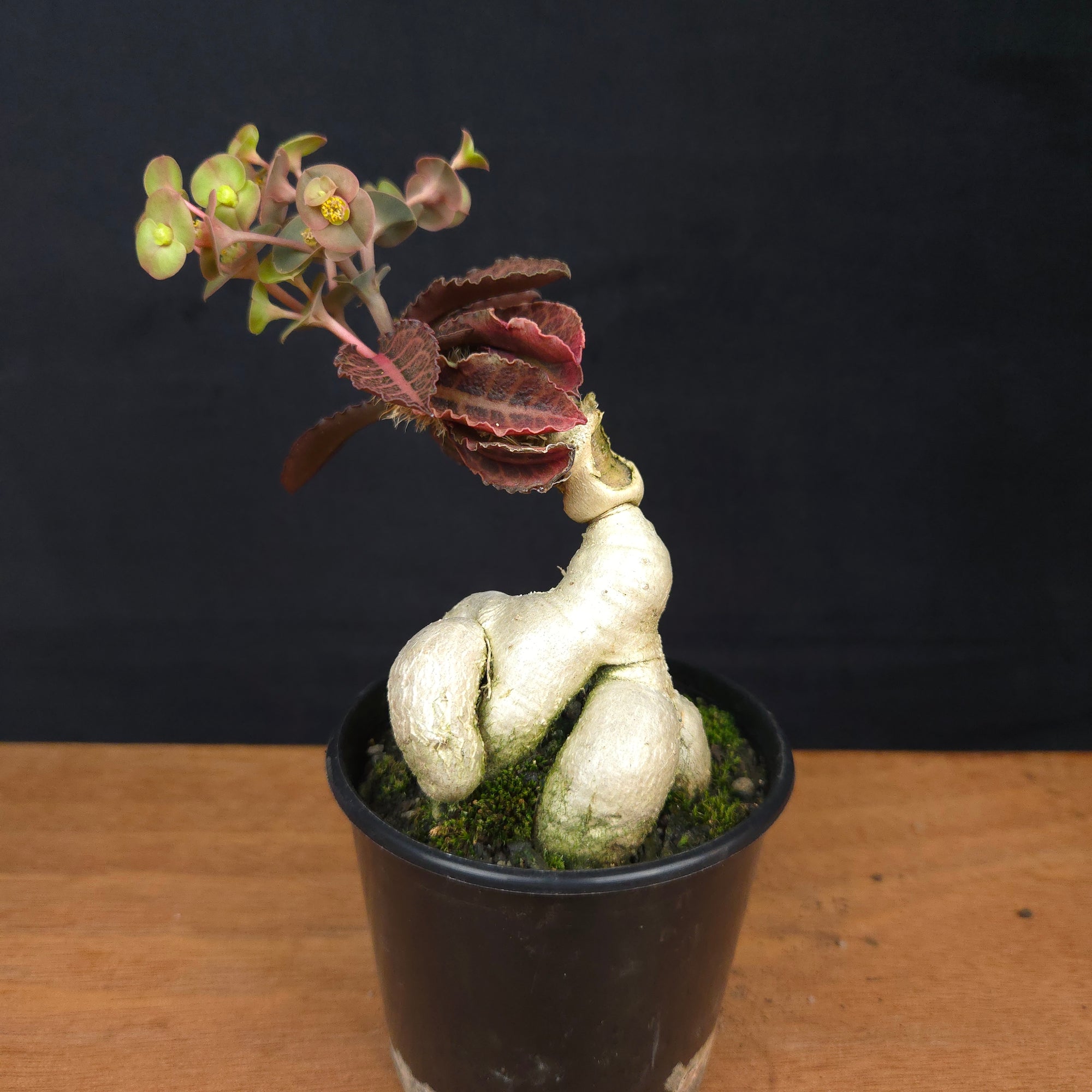 Euphorbia francoisii 'Sip-Hah' Rubra – Sculptural Caudex & Crimson Leaves (WA Prohibited)
