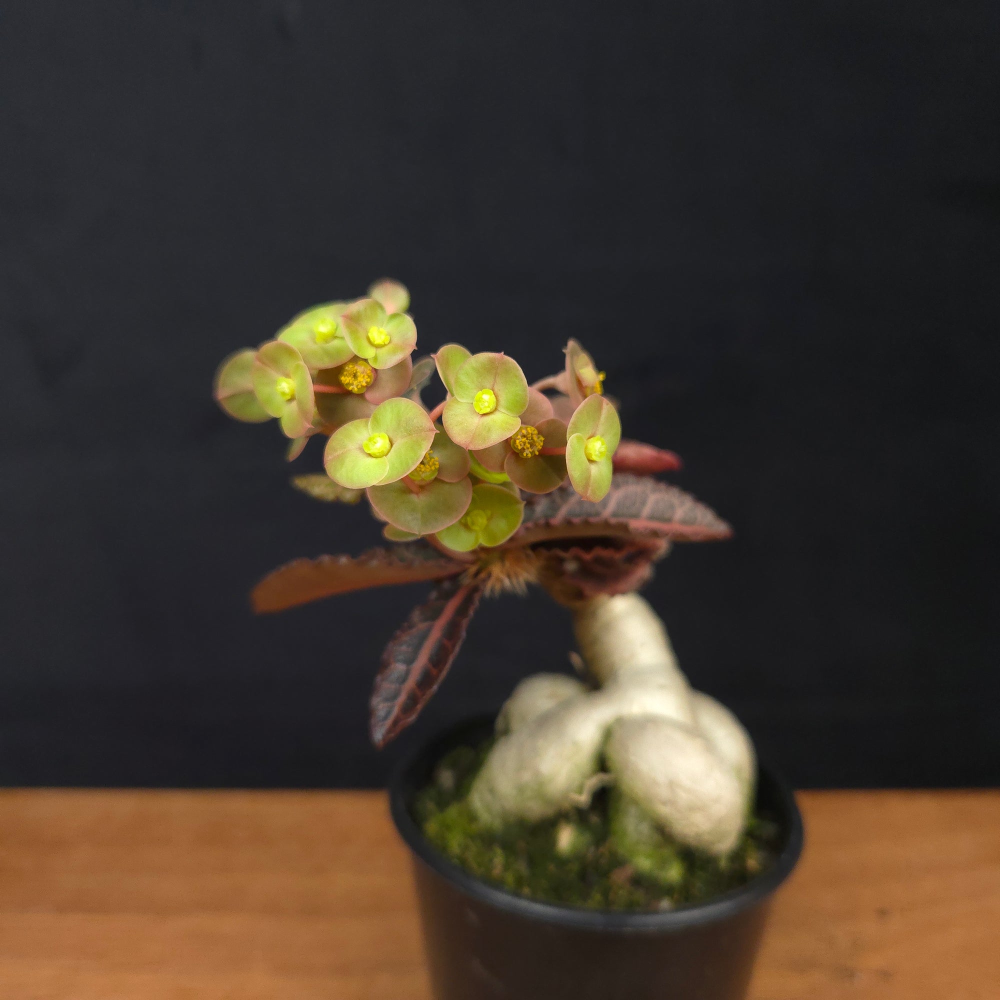 Euphorbia francoisii 'Sip-Hah' Rubra – Sculptural Caudex & Crimson Leaves (WA Prohibited)