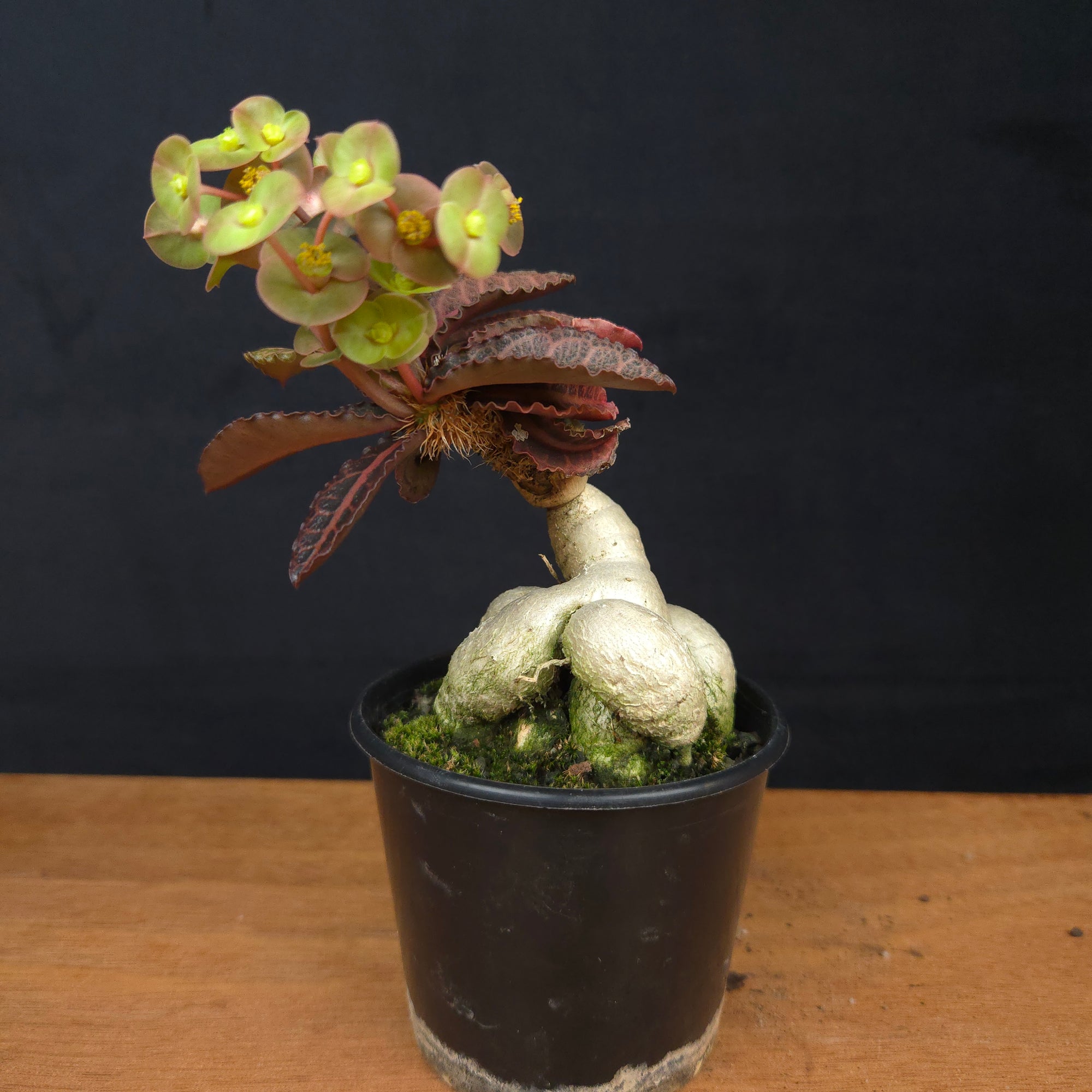 Euphorbia francoisii 'Sip-Hah' Rubra – Sculptural Caudex & Crimson Leaves (WA Prohibited)
