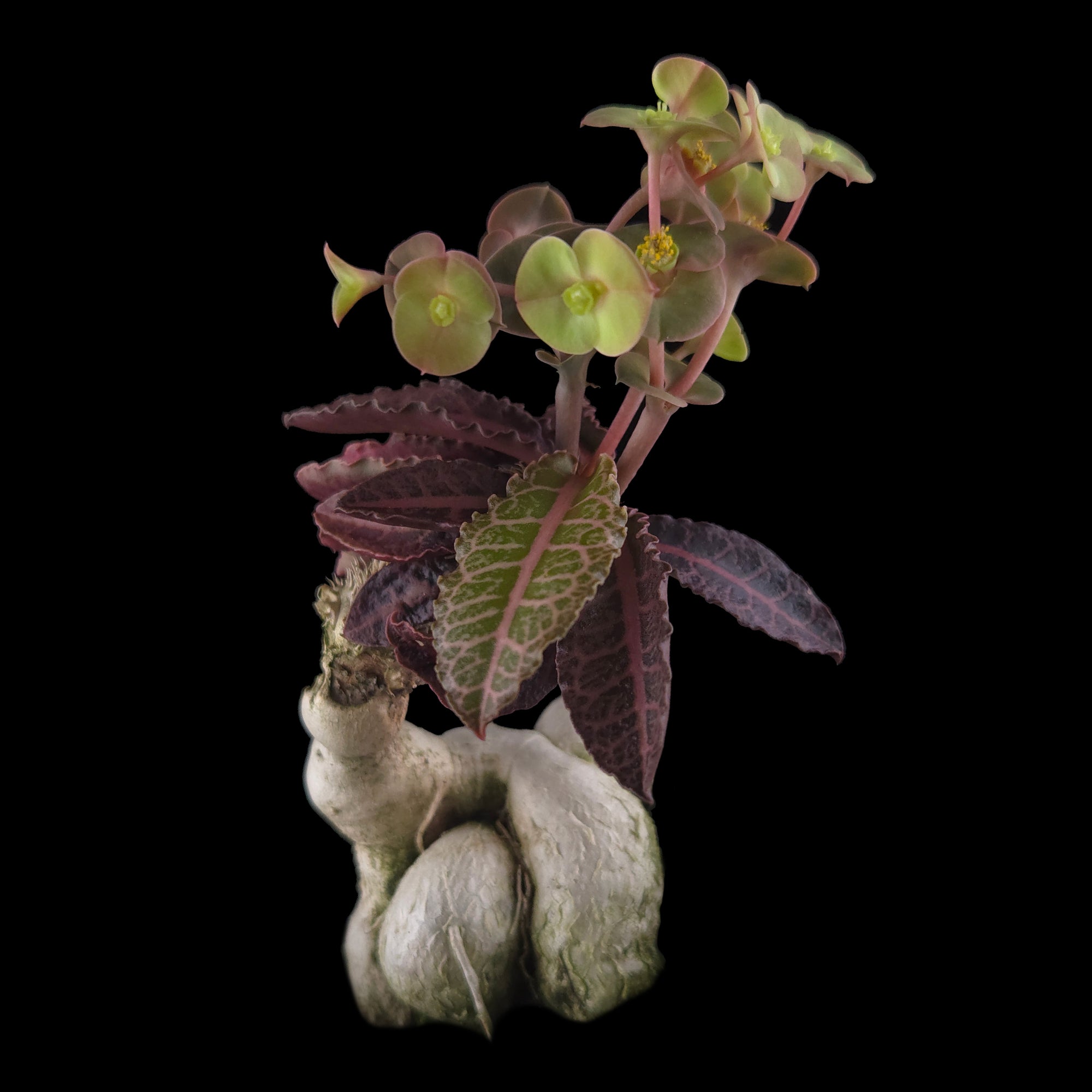 Euphorbia francoisii 'Sip-Hah' Rubra – Sculptural Caudex & Crimson Leaves (WA Prohibited)