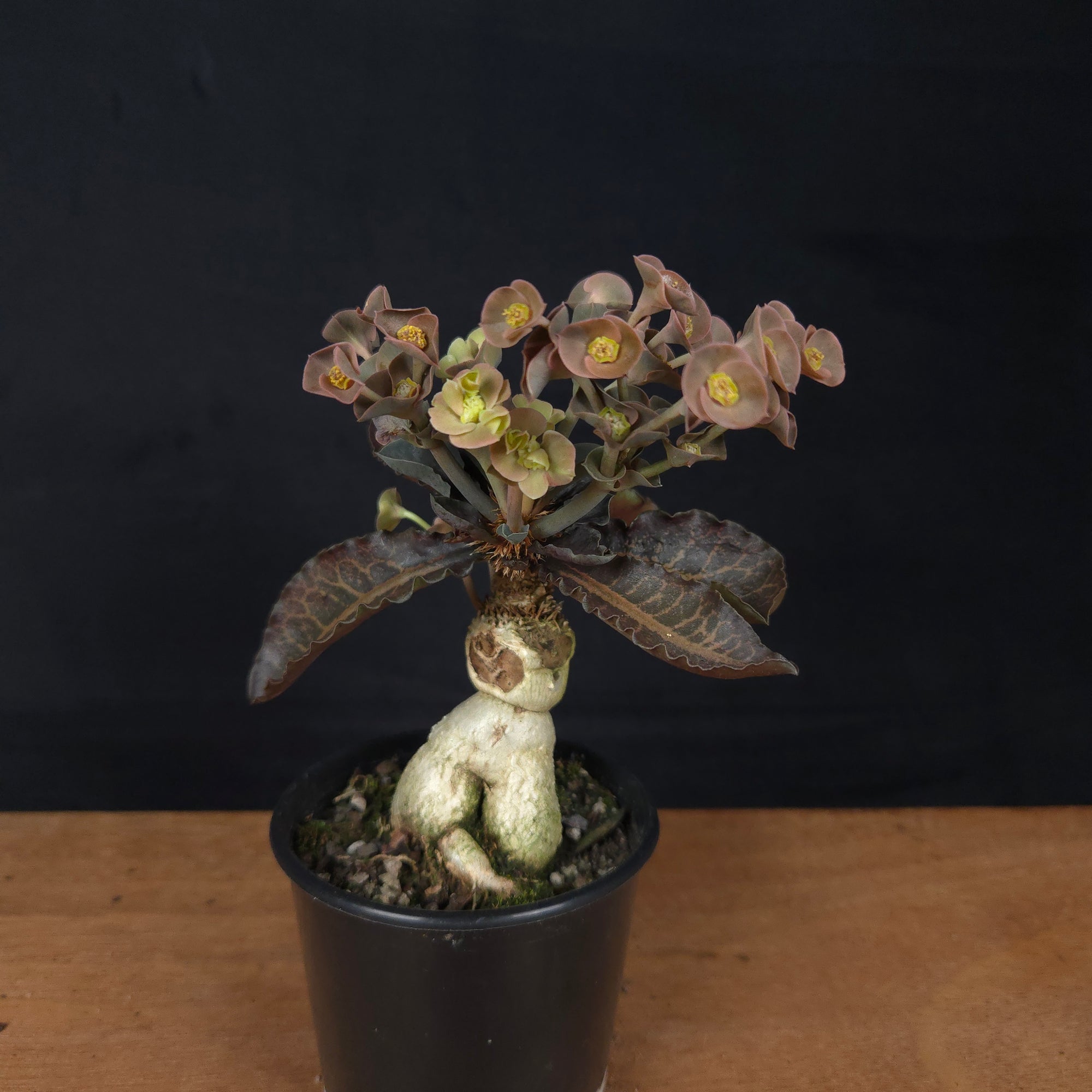 Euphorbia francoisii 'Sip-Hoke' – Koh Tao Form with Sculptural Bifurcation (WA Prohibited)