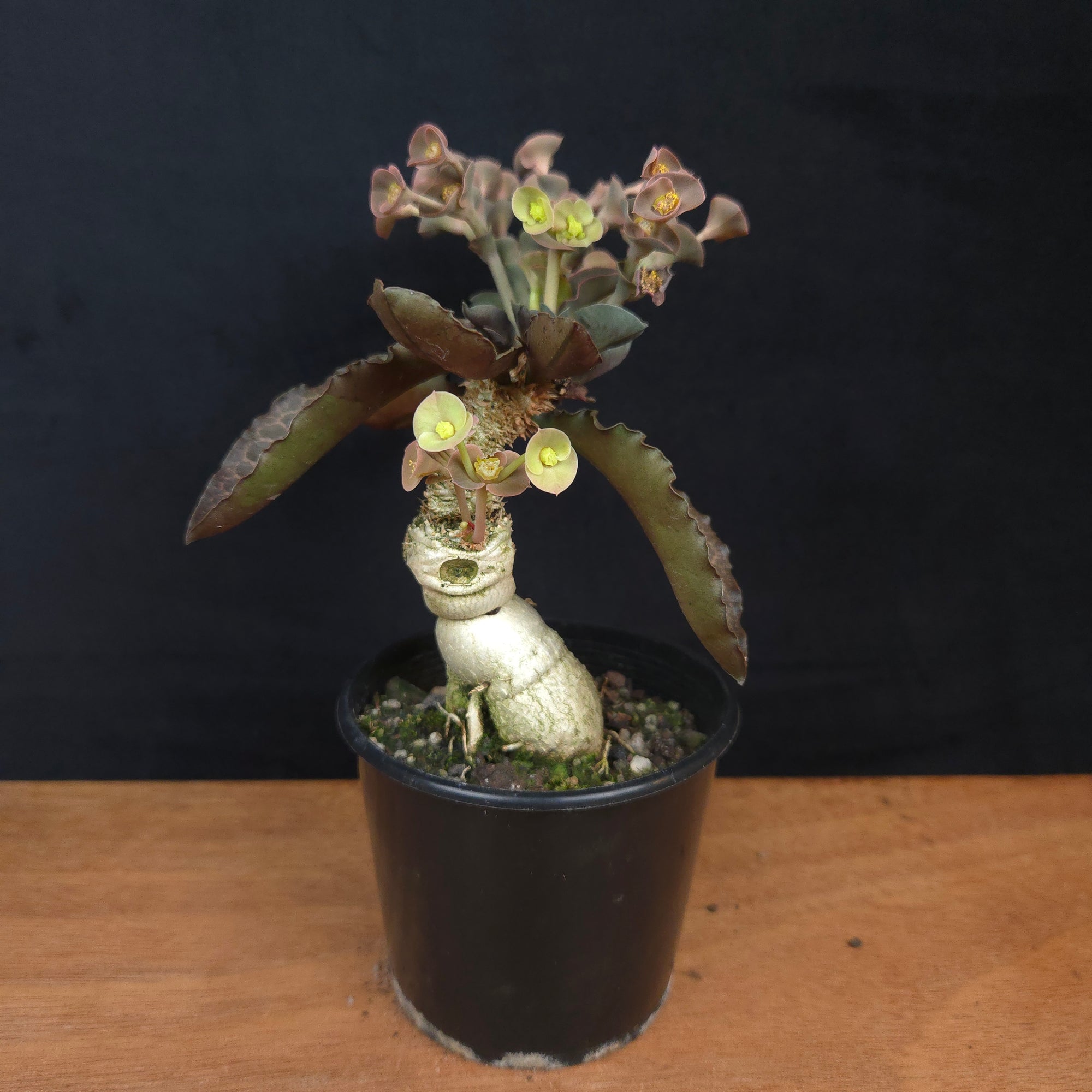 Euphorbia francoisii 'Sip-Hoke' – Koh Tao Form with Sculptural Bifurcation (WA Prohibited)