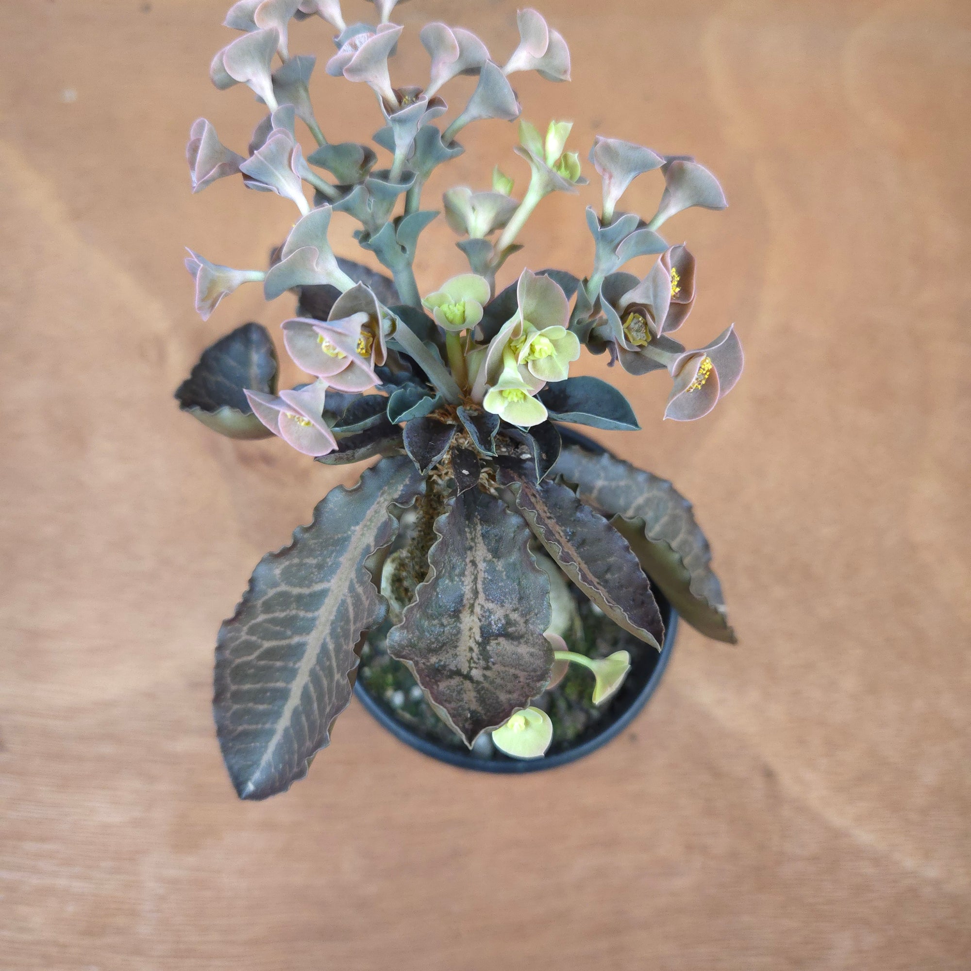 Euphorbia francoisii 'Sip-Hoke' – Koh Tao Form with Sculptural Bifurcation (WA Prohibited)