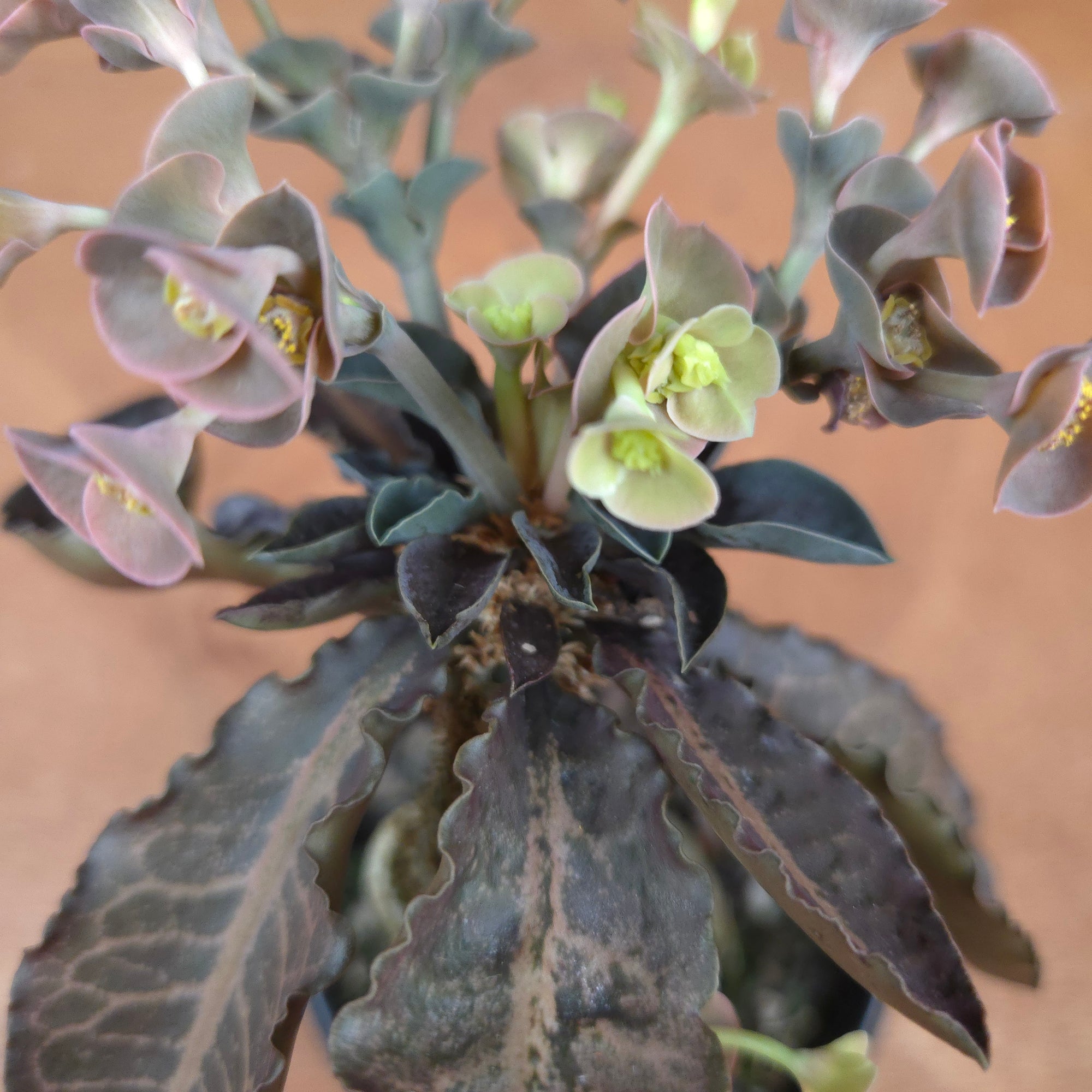 Euphorbia francoisii 'Sip-Hoke' – Koh Tao Form with Sculptural Bifurcation (WA Prohibited)