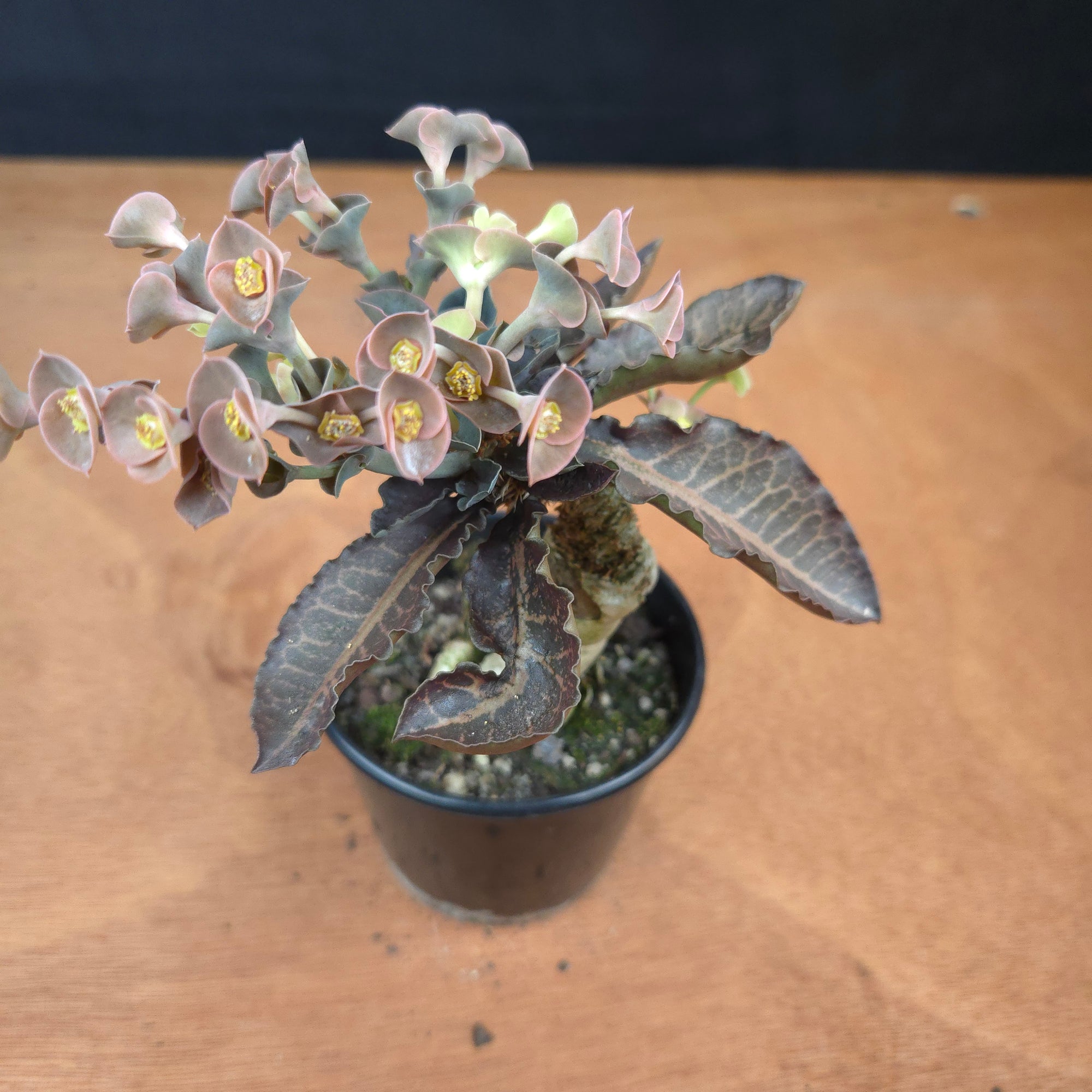 Euphorbia francoisii 'Sip-Hoke' – Koh Tao Form with Sculptural Bifurcation (WA Prohibited)