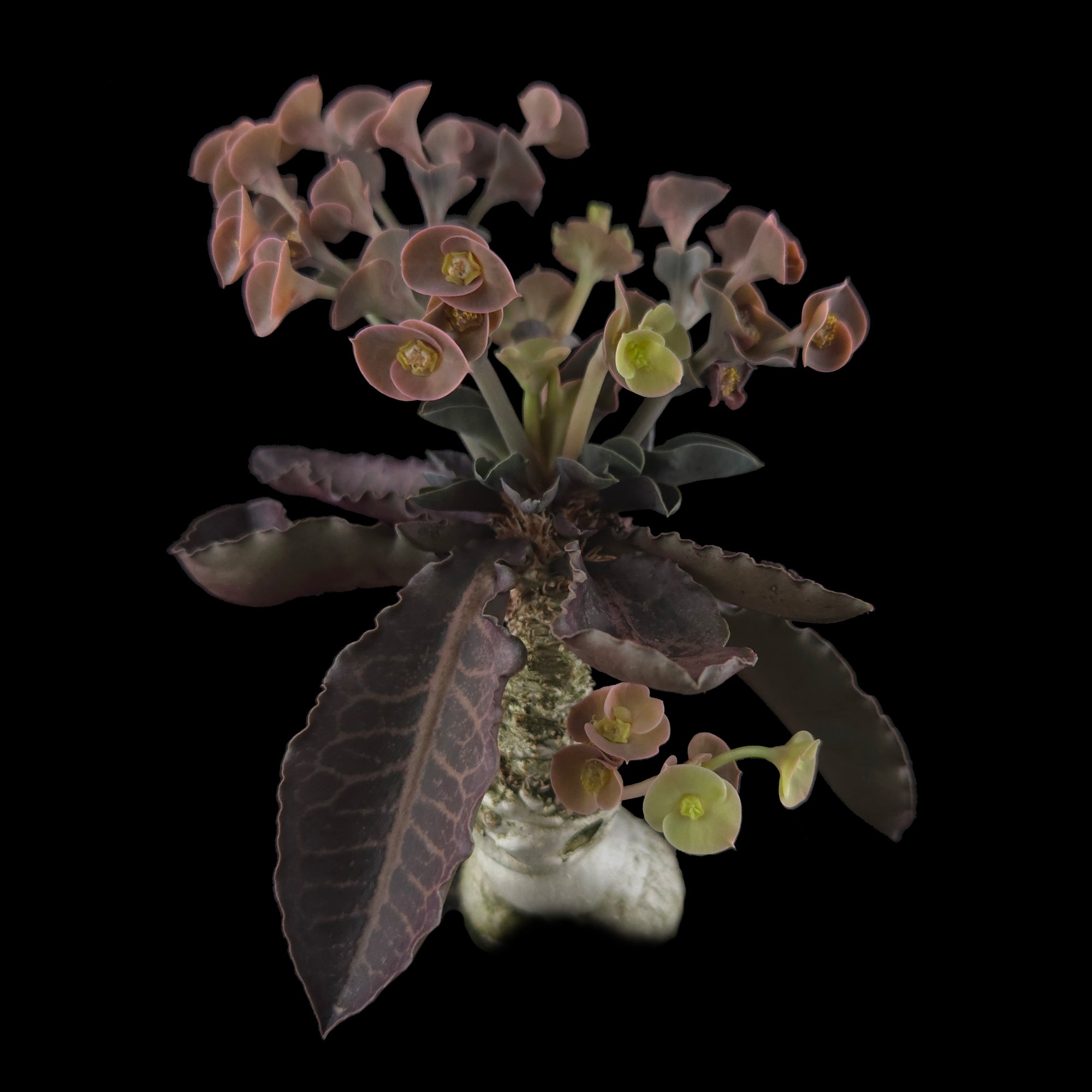 Euphorbia francoisii 'Sip-Hoke' – Koh Tao Form with Sculptural Bifurcation (WA Prohibited)