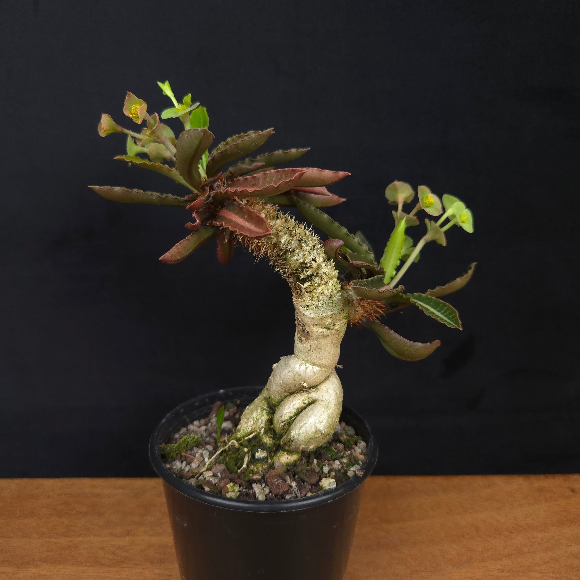 Euphorbia francoisii 'Sip-Jed' Variegata with Dual Heads (WA Prohibited)