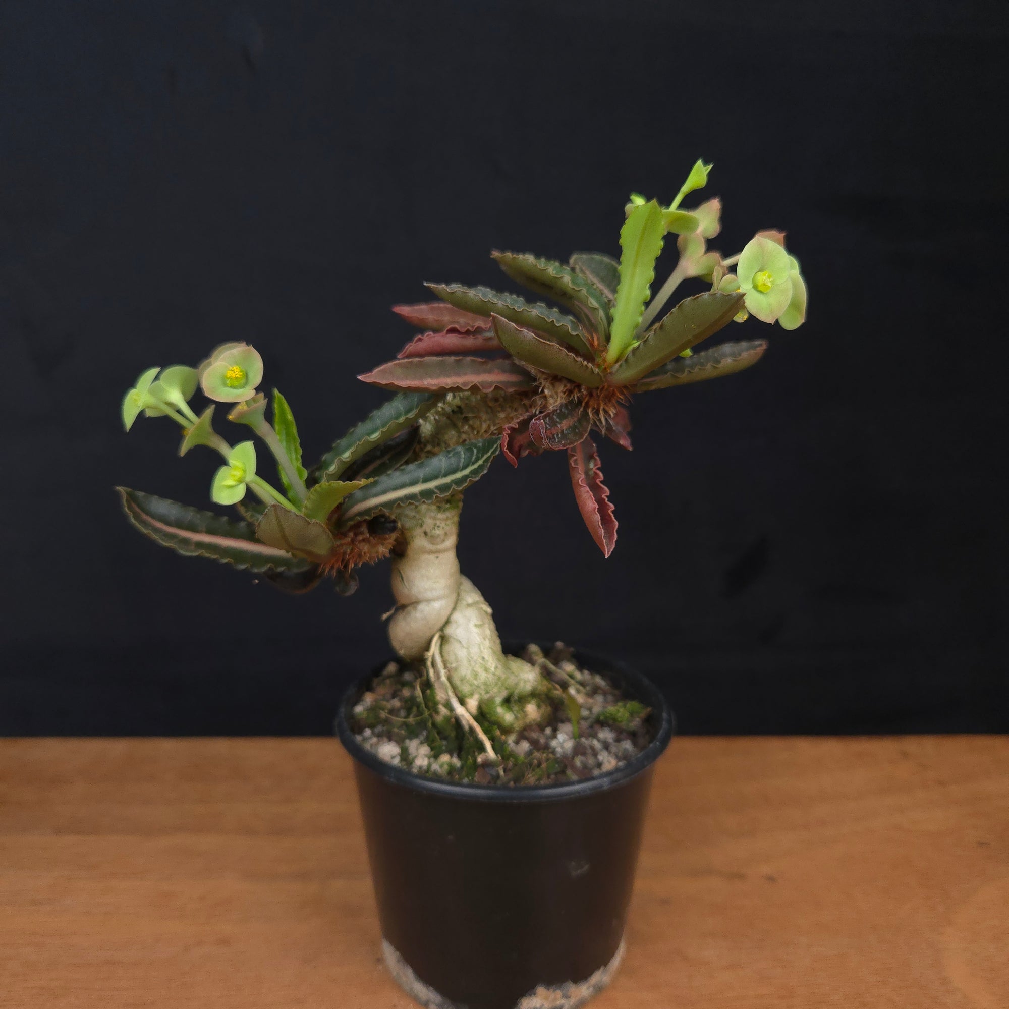 Euphorbia francoisii 'Sip-Jed' Variegata with Dual Heads (WA Prohibited)