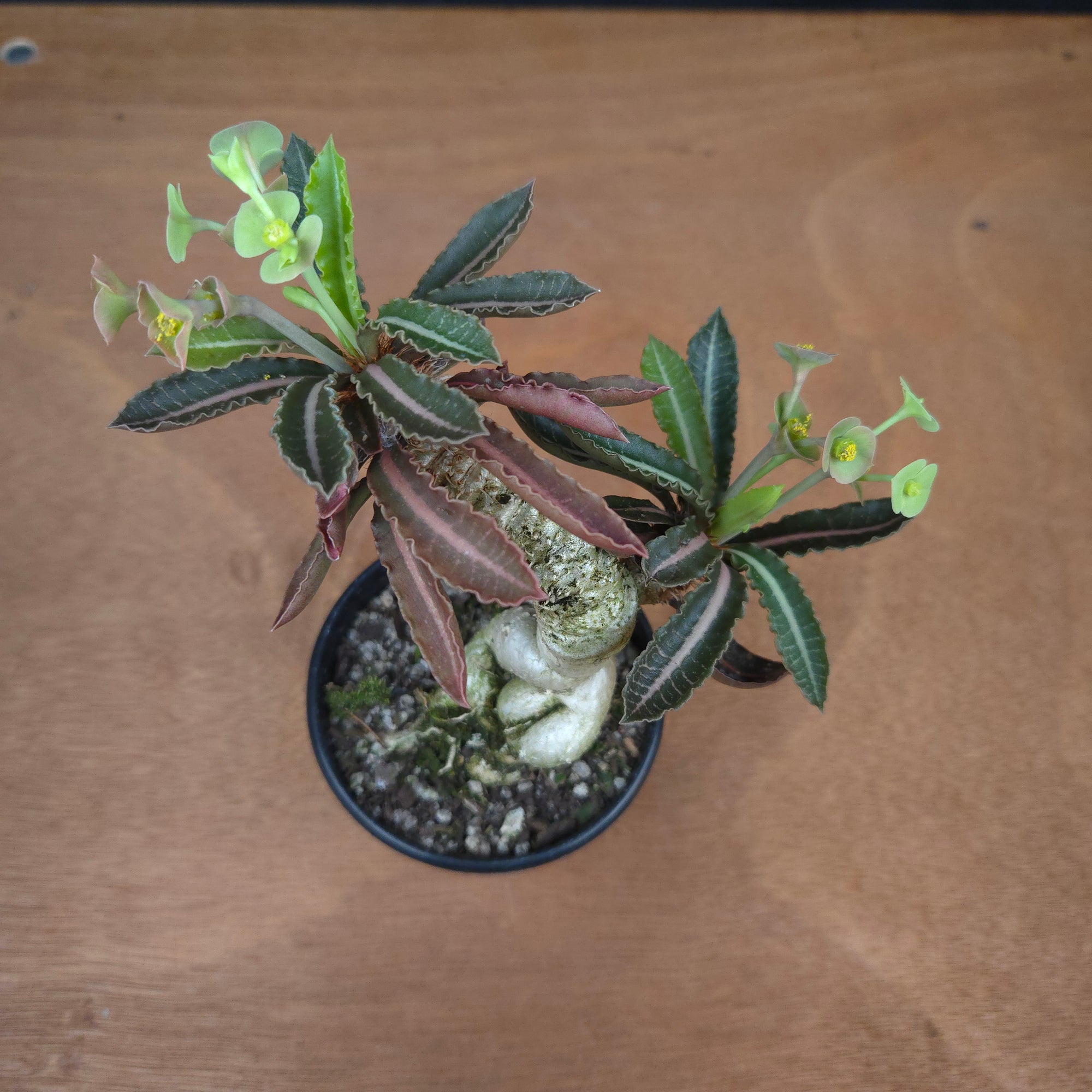 Euphorbia francoisii 'Sip-Jed' Variegata with Dual Heads (WA Prohibited)