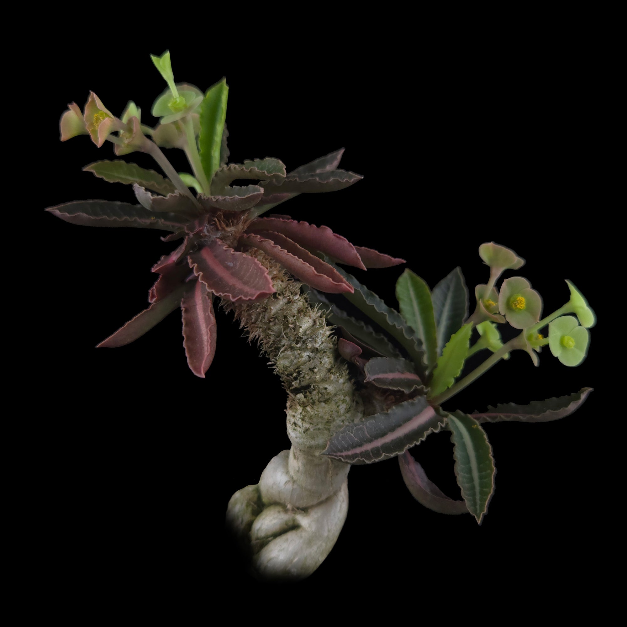 Euphorbia francoisii 'Sip-Jed' Variegata with Dual Heads (WA Prohibited)