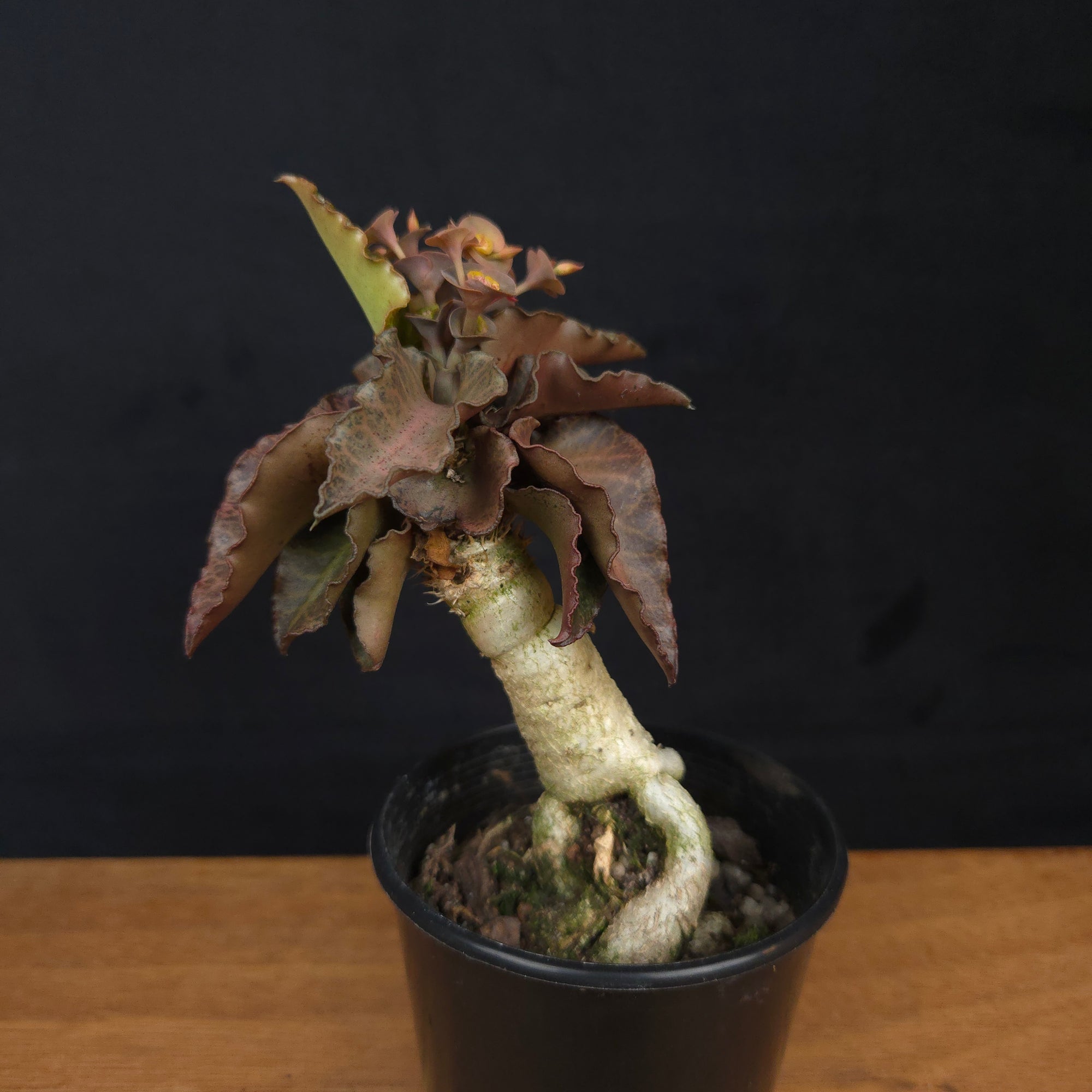 Euphorbia francoisii 'Sip-Ppaed' – Caudex-Ramified Rubra Form (WA Prohibited)