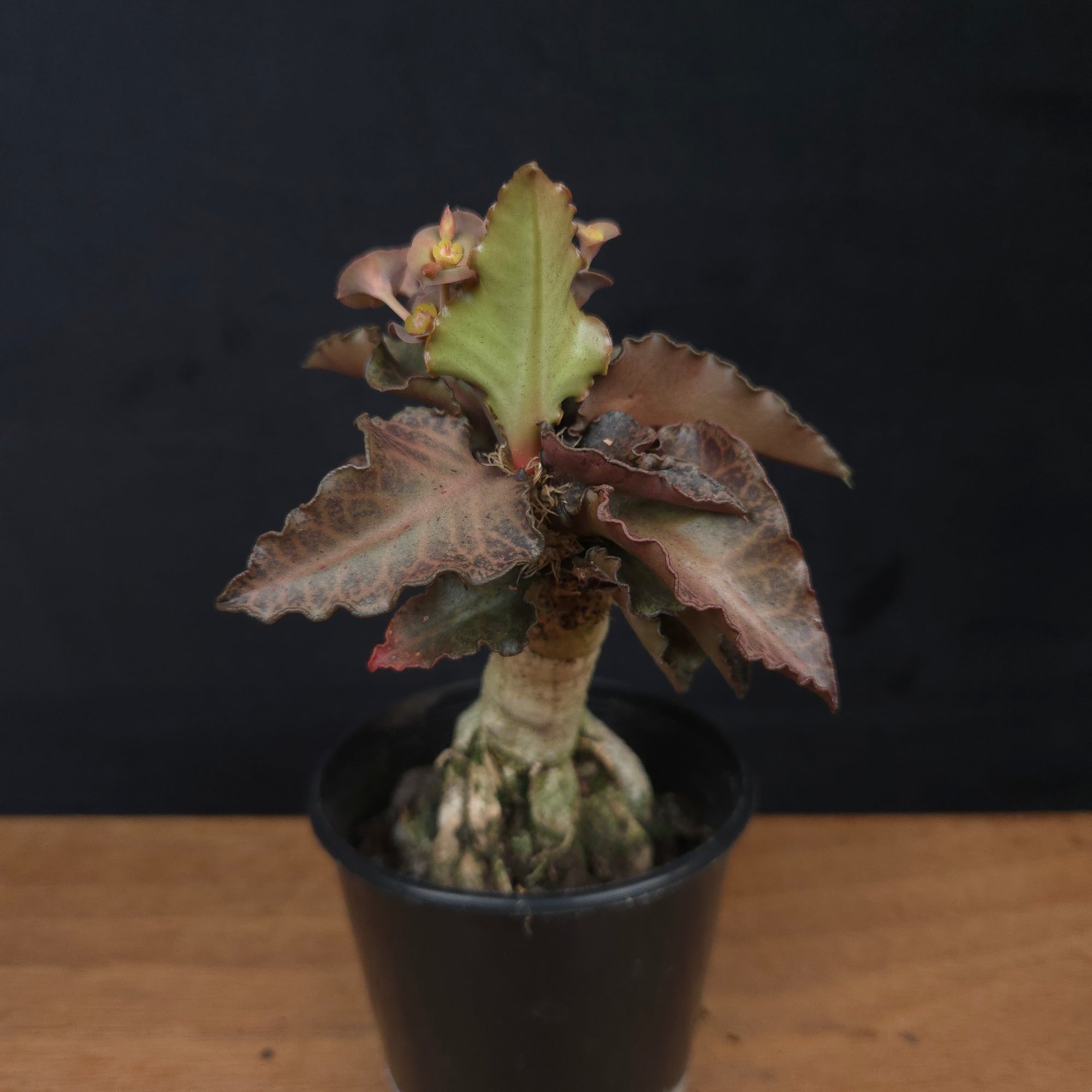 Euphorbia francoisii 'Sip-Ppaed' – Caudex-Ramified Rubra Form (WA Prohibited)