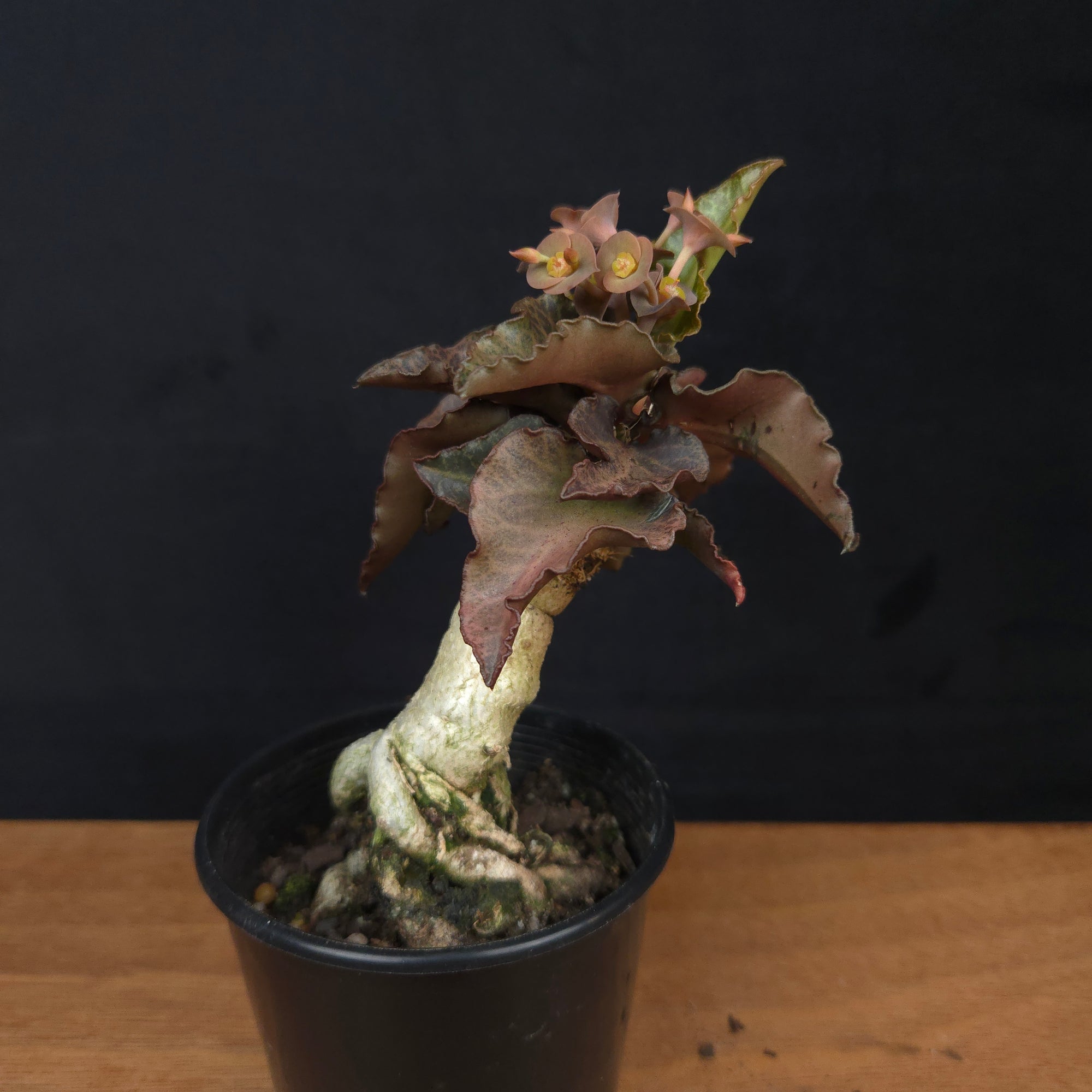 Euphorbia francoisii 'Sip-Ppaed' – Caudex-Ramified Rubra Form (WA Prohibited)