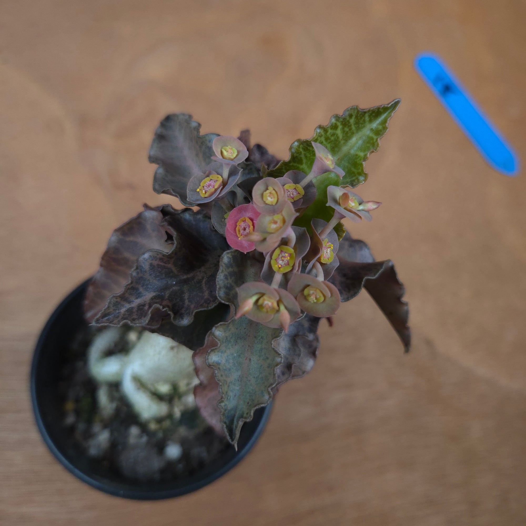 Euphorbia francoisii 'Sip-Ppaed' – Caudex-Ramified Rubra Form (WA Prohibited)