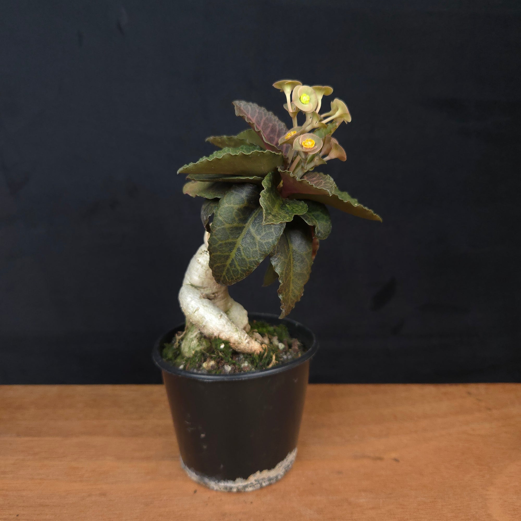 Euphorbia francoisii 'Sip-Gaao' – Koh Tao Oak Leaf with Multifurcate Caudex (WA Prohibited)