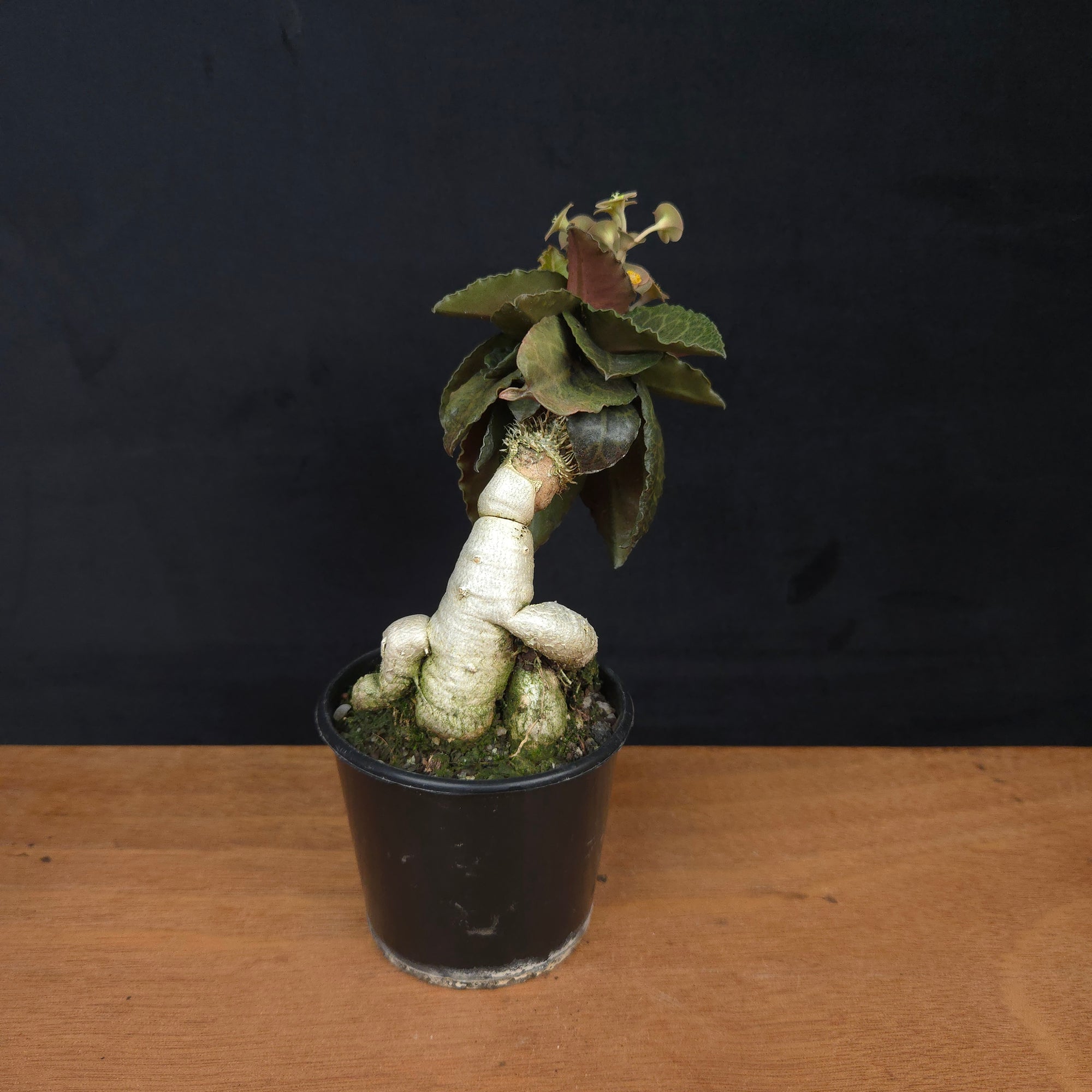 Euphorbia francoisii 'Sip-Gaao' – Koh Tao Oak Leaf with Multifurcate Caudex (WA Prohibited)